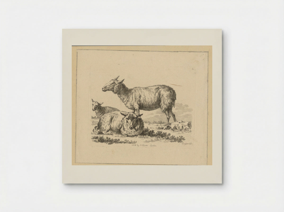 Twee liggende schapen en een stand schaap - François Vivares - Poster