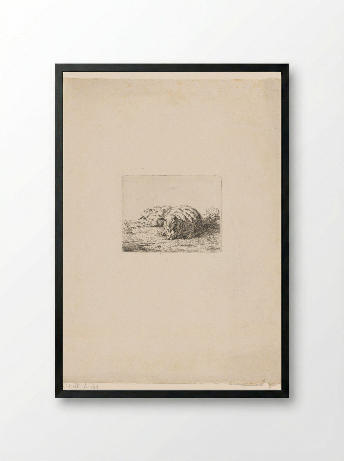 Twee liggende schapen - Jacobus Cornelis Gaal - Framed Print Black