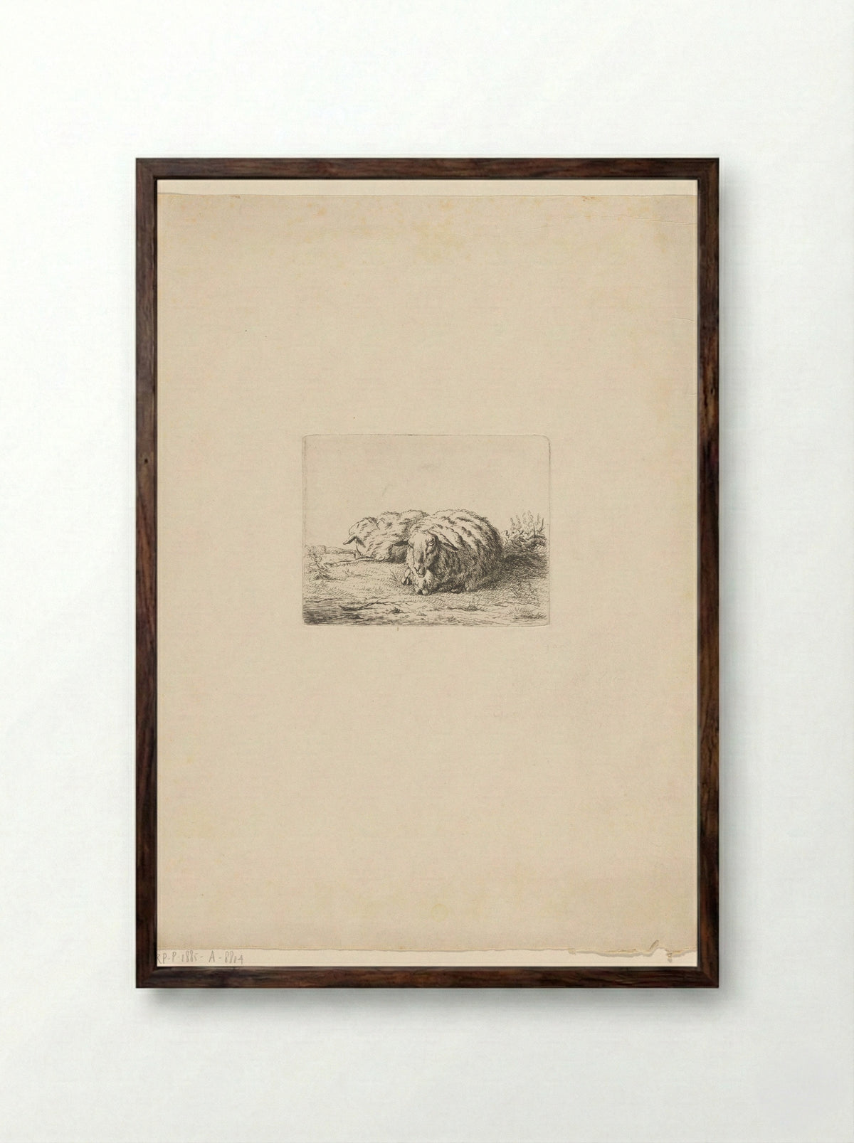 Twee liggende schapen - Jacobus Cornelis Gaal - Framed Print Dark Wood