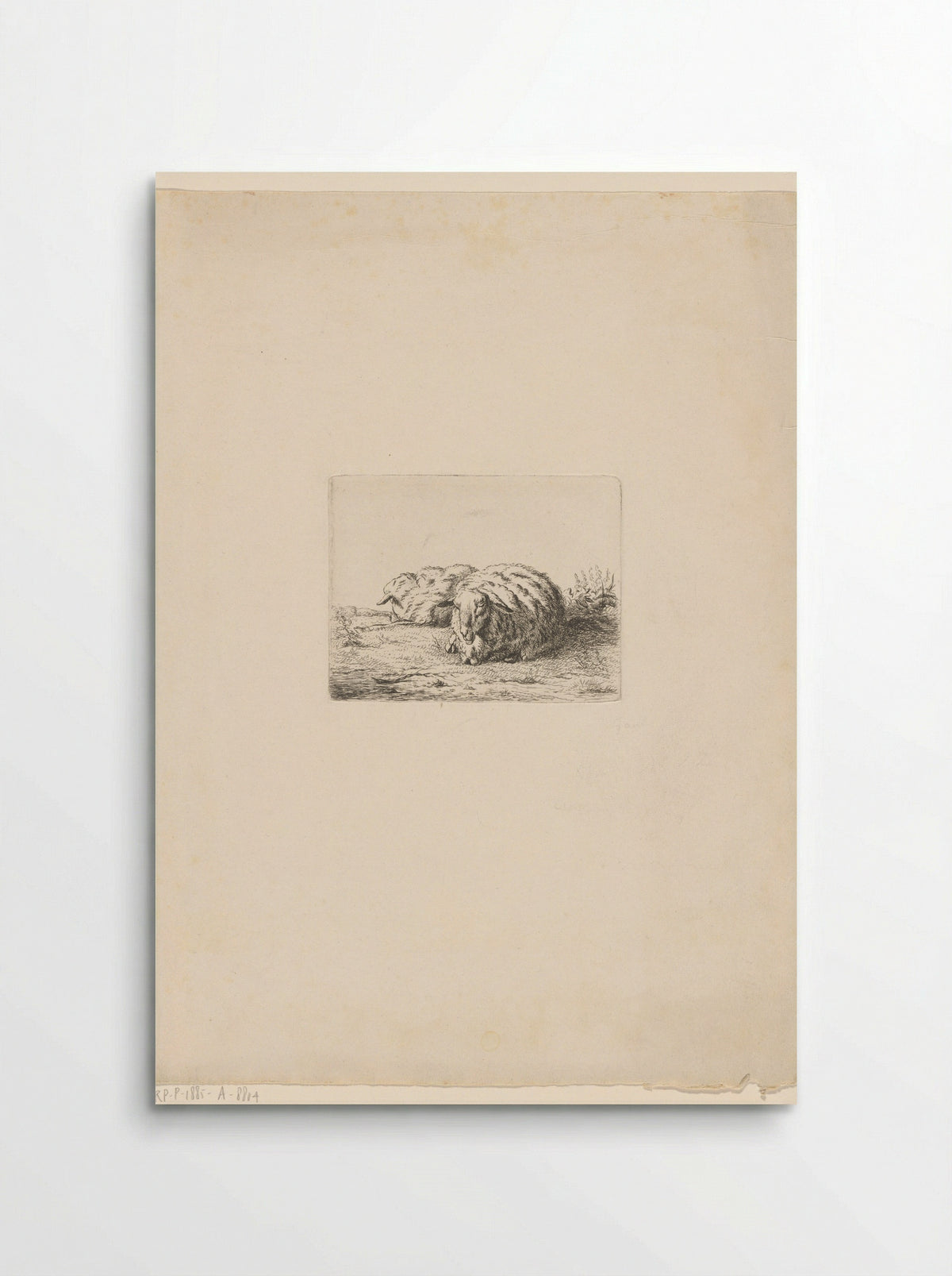 Twee liggende schapen - Jacobus Cornelis Gaal - Poster