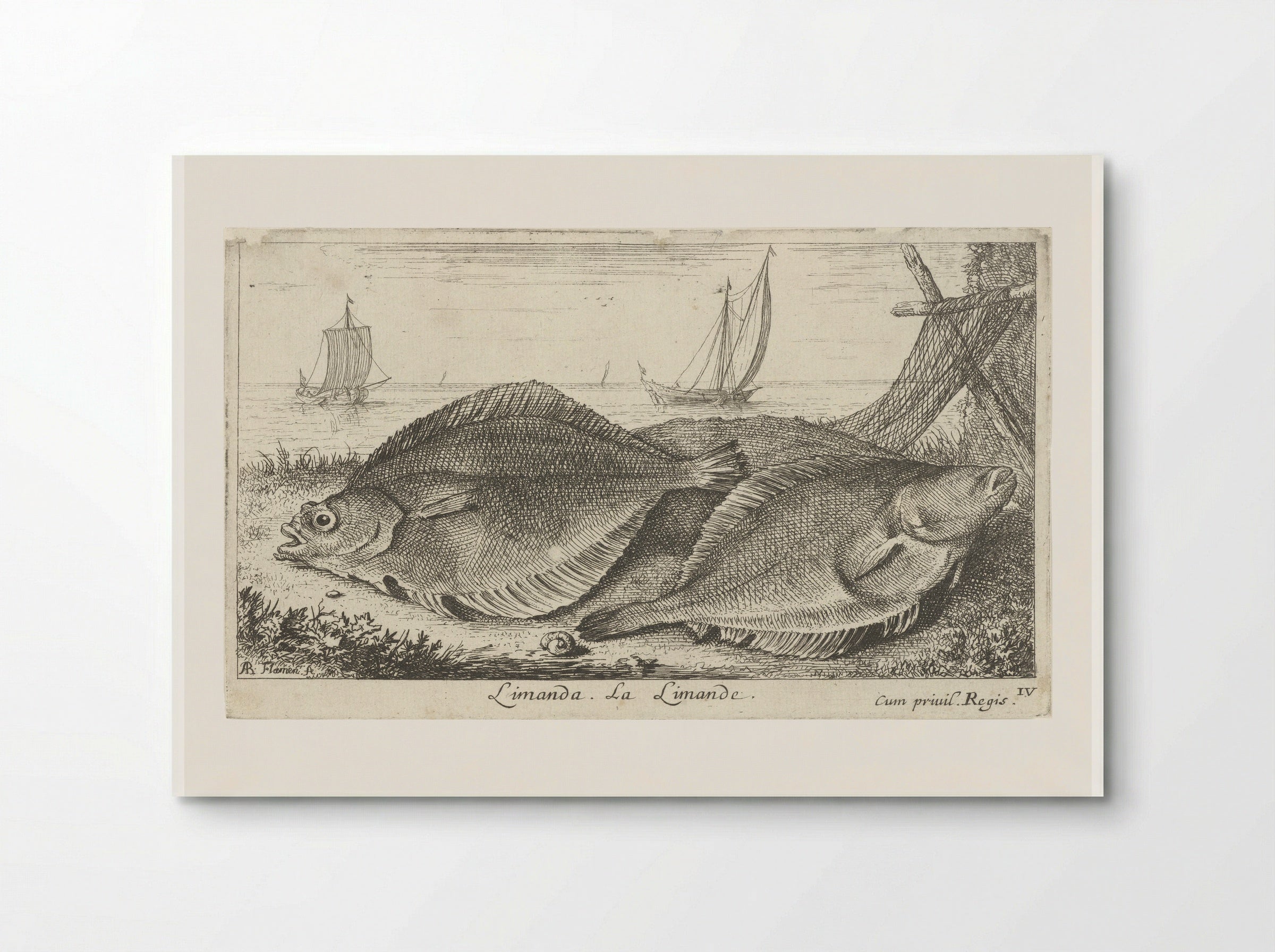 Twee scharren op het strand - Albert Flamen - Poster