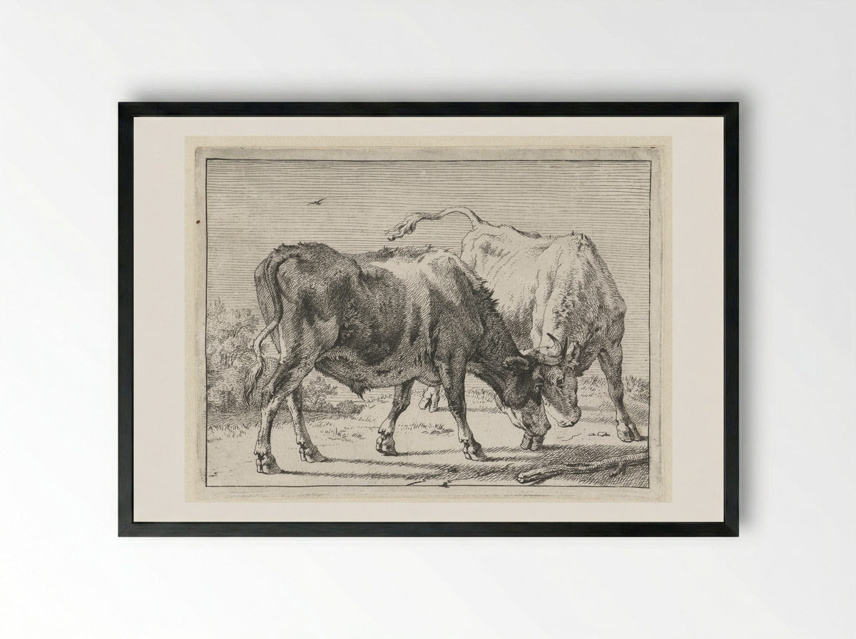 Twee vechtende ossen - Paulus Potter - Framed Print Black