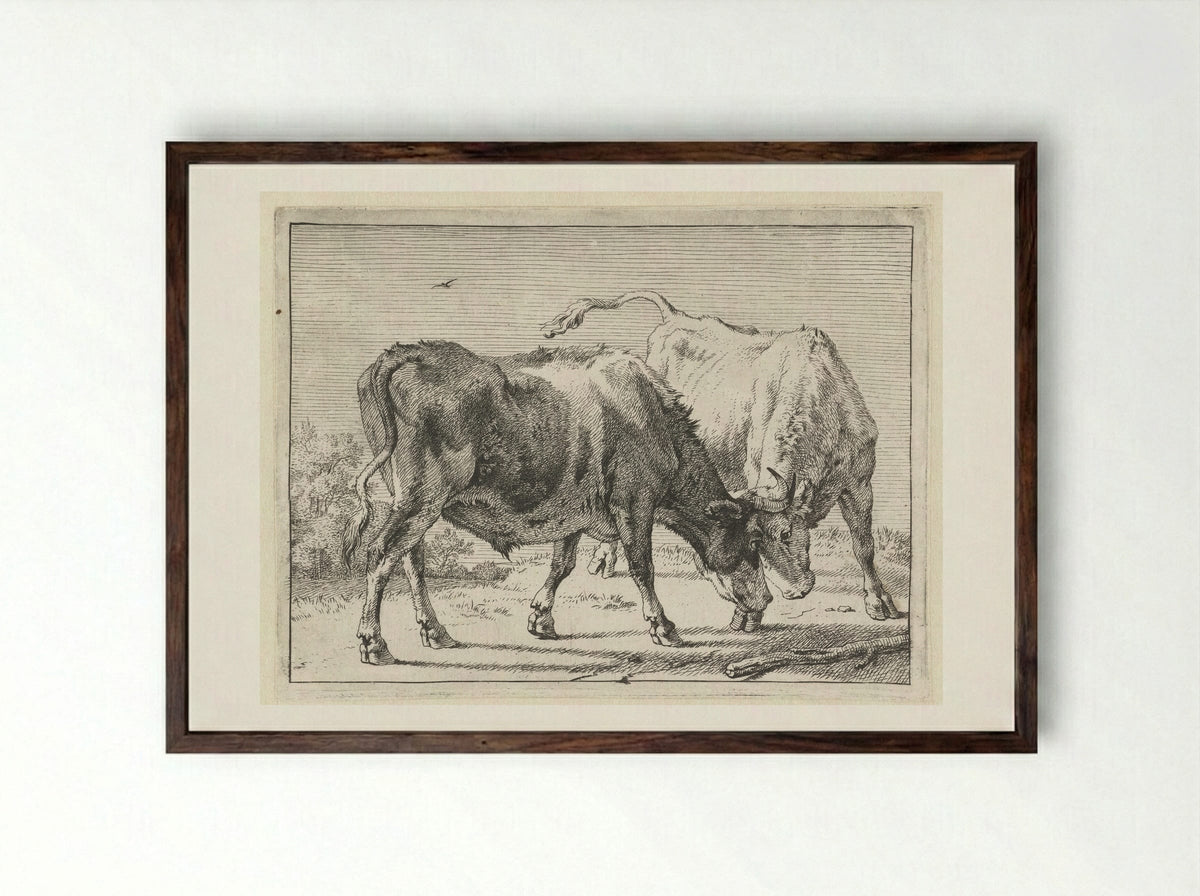 Twee vechtende ossen - Paulus Potter - Framed Print Dark Wood