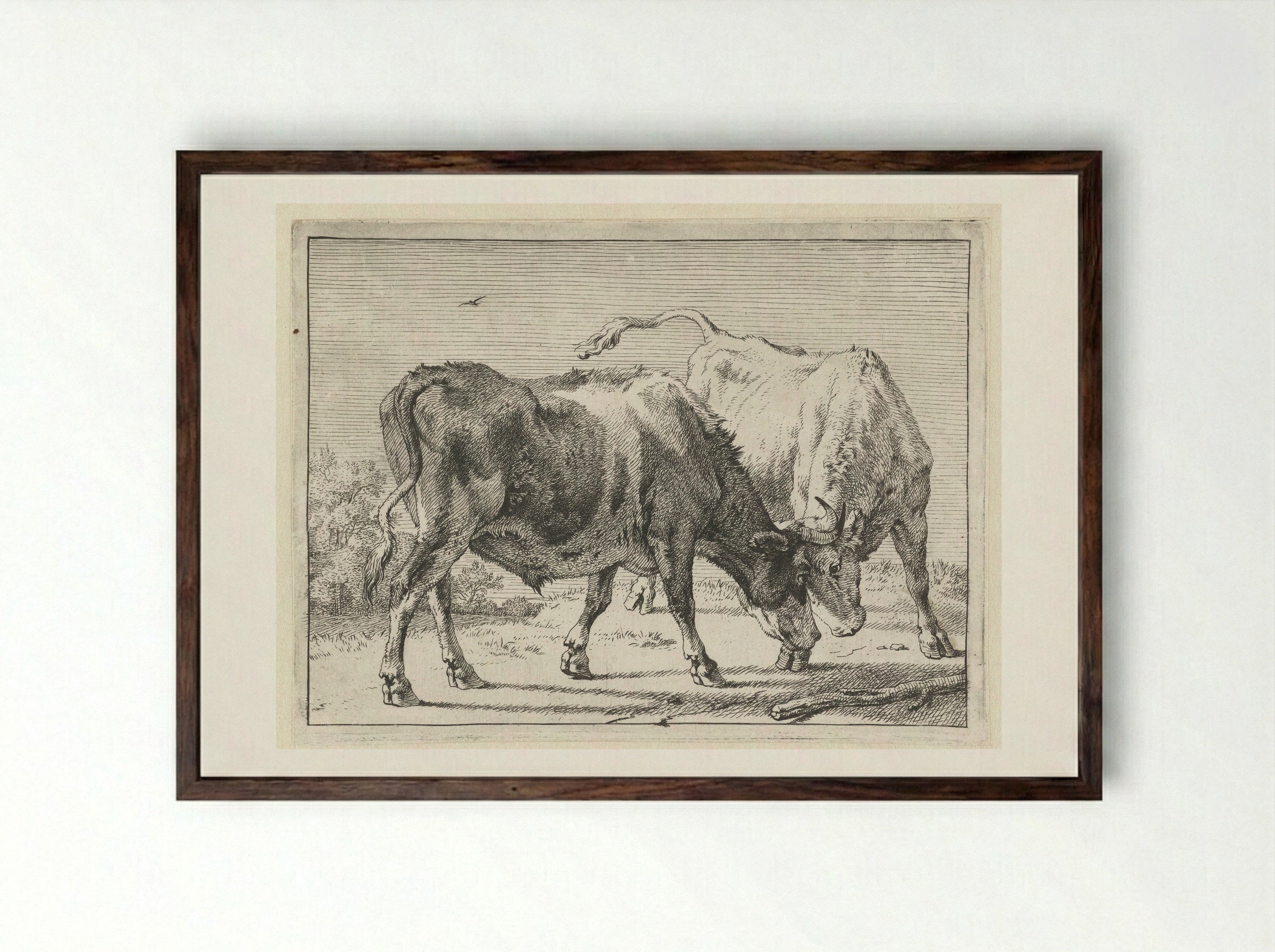 Twee vechtende ossen - Paulus Potter - Framed Print Dark Wood