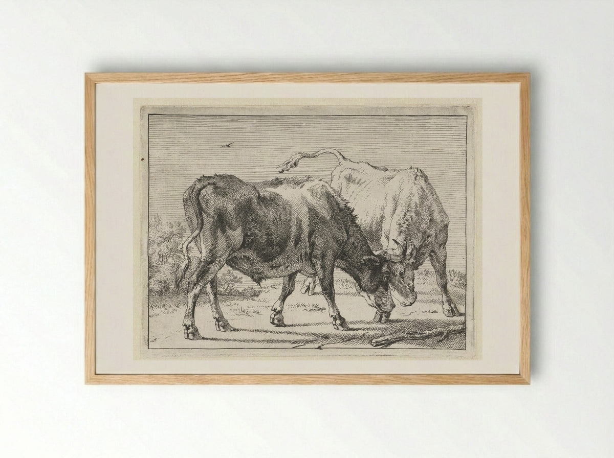 Twee vechtende ossen - Paulus Potter - Framed Print Wood