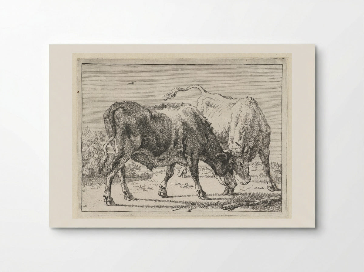 Twee vechtende ossen - Paulus Potter - Poster