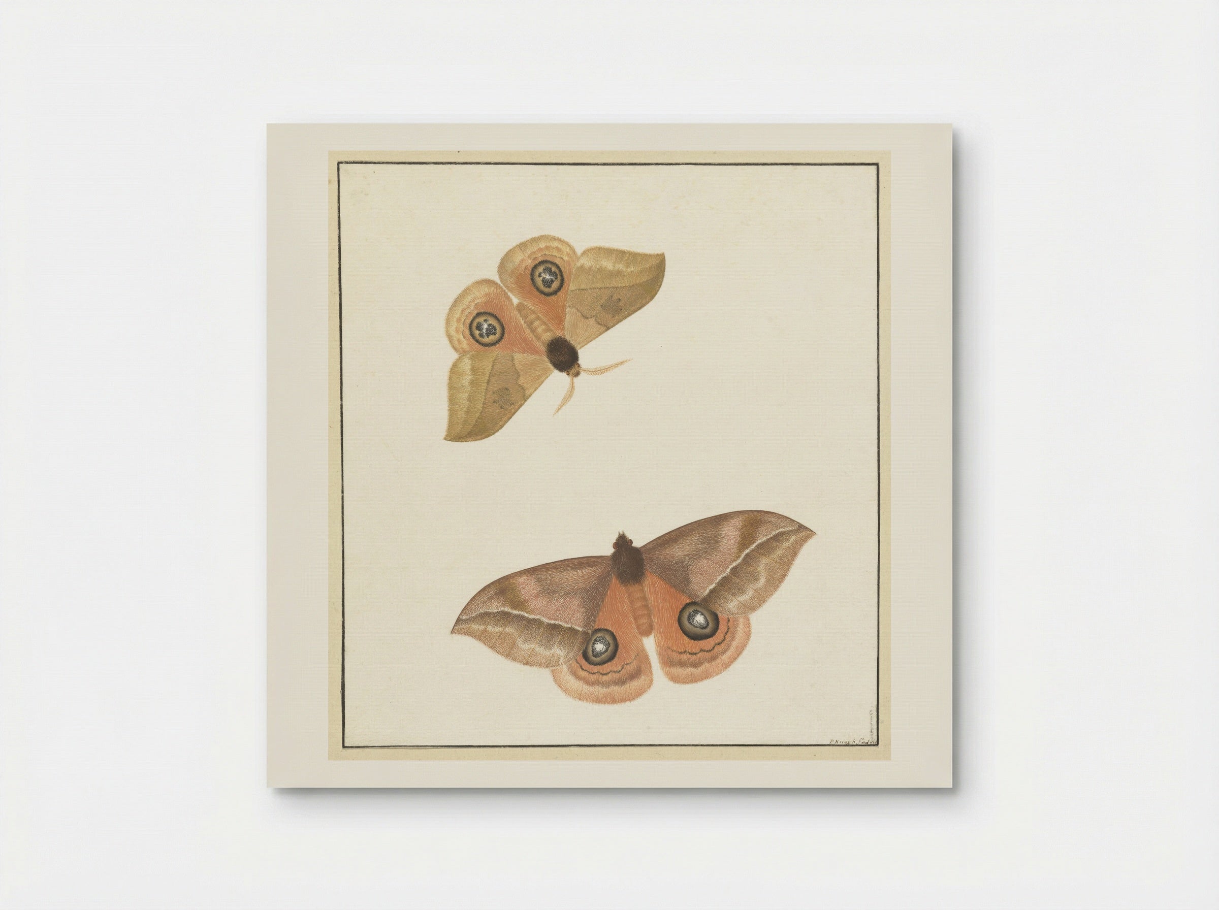 Twee vlinders (Two Butterflies) - Paulus Knogh - Poster