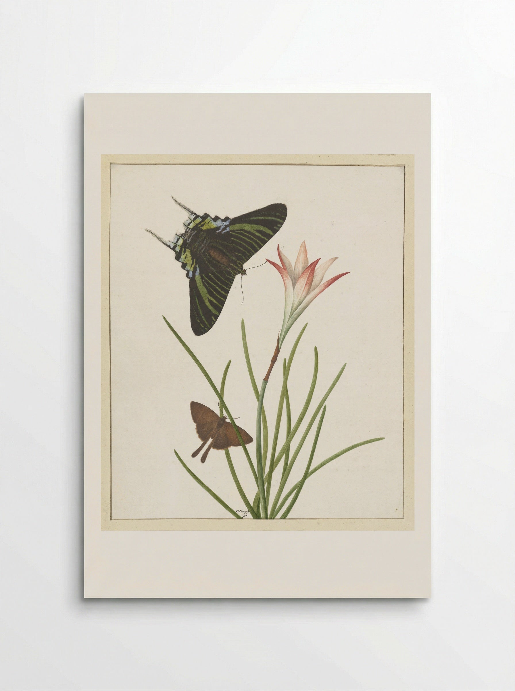 Twee vlinders bij een lelie - Paulus Knogh - Poster