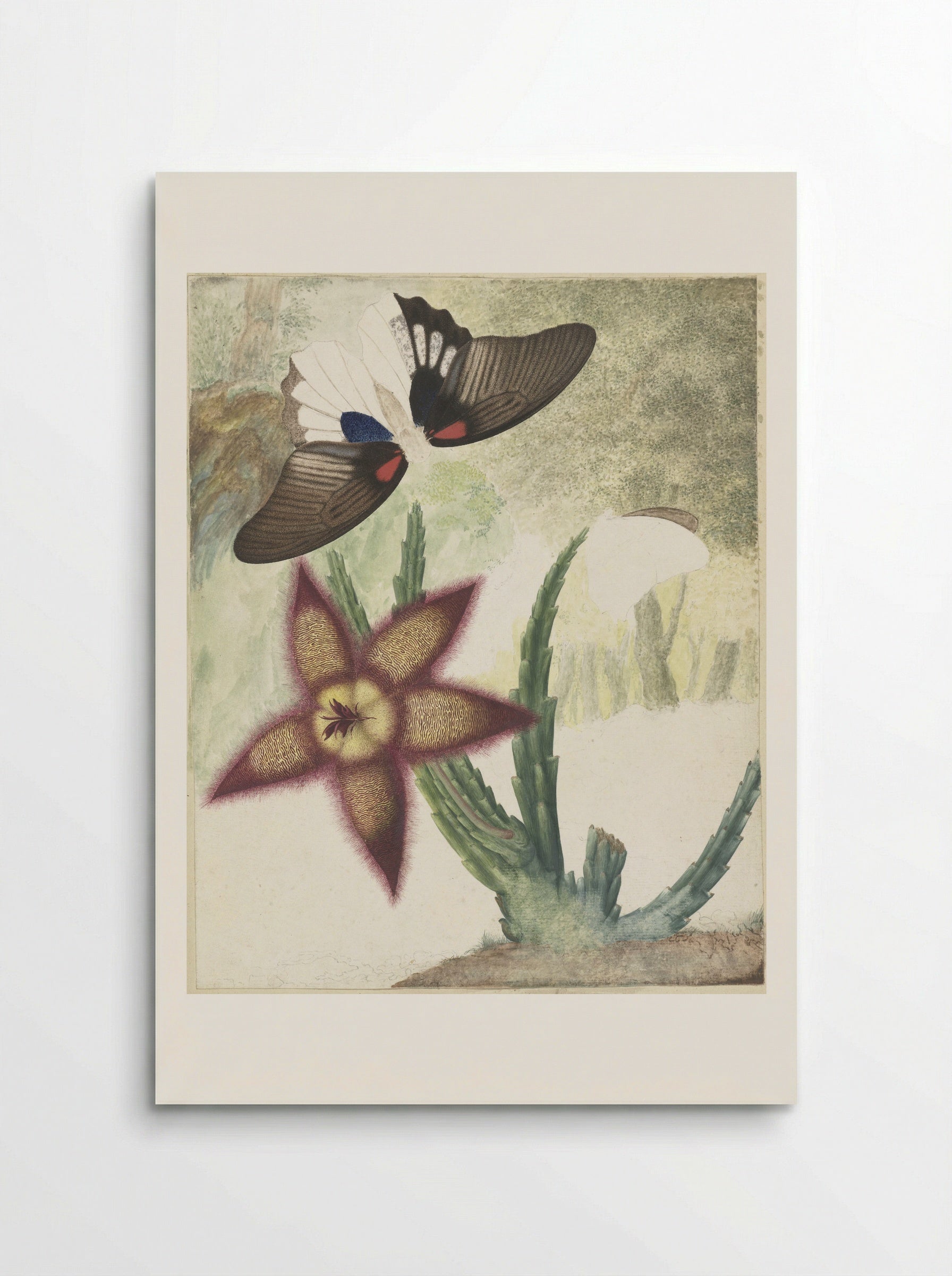 Twee vlinders en een vijfbladige geel-paarse bloem - Hermanus de Wit - Poster