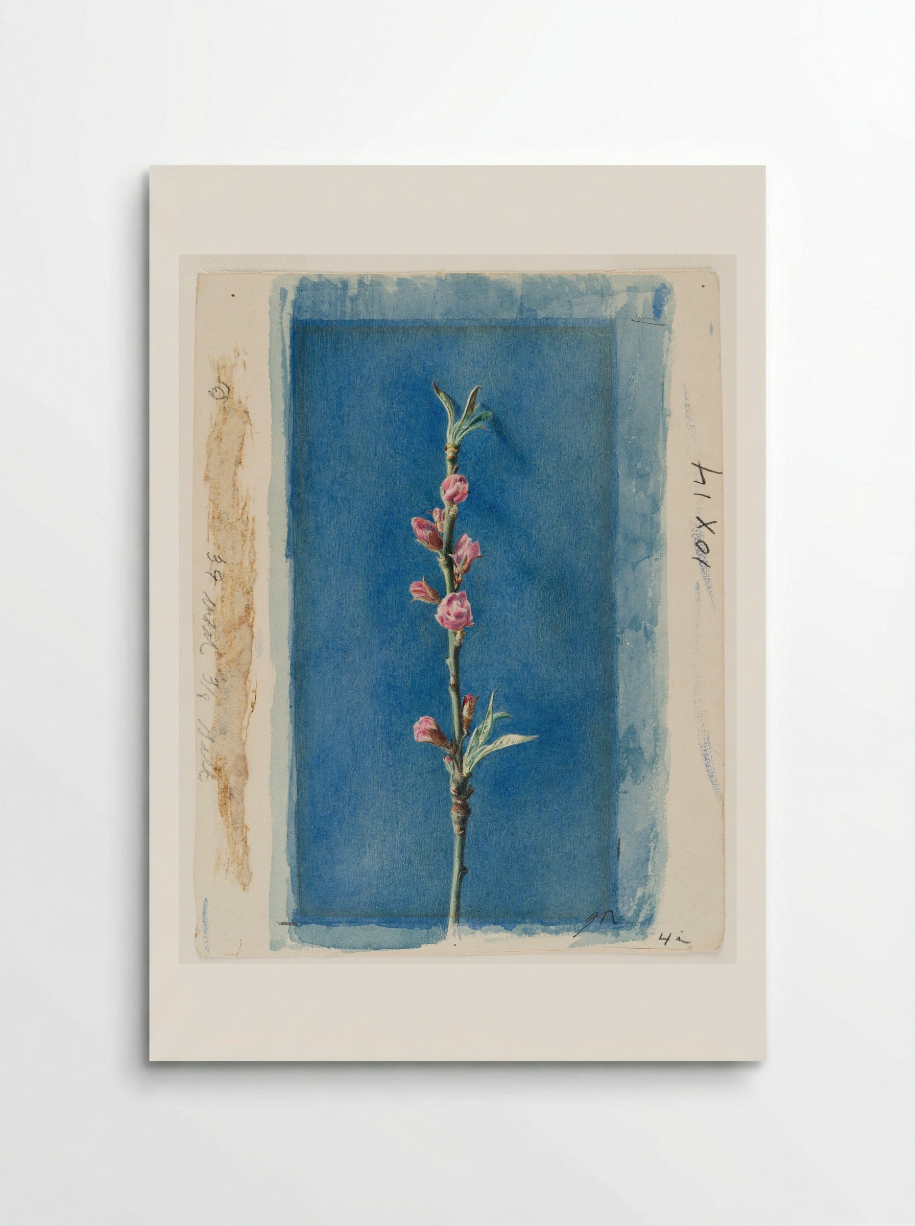 Twig of Peach Bloom - John Ruskin - Poster