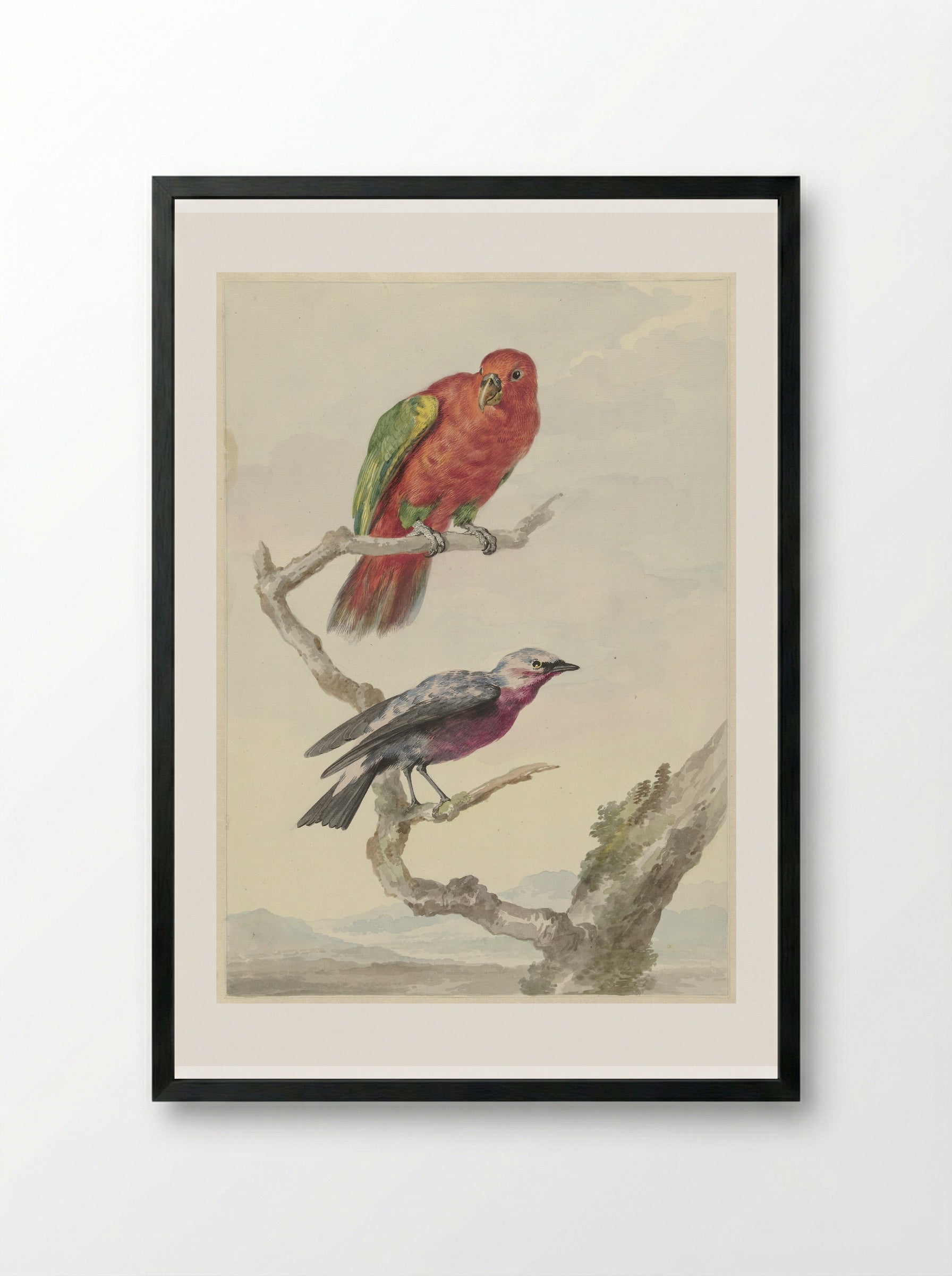 Two Birds, Including a Red-Green Parrot - Aert Schouman - Framed Print Black