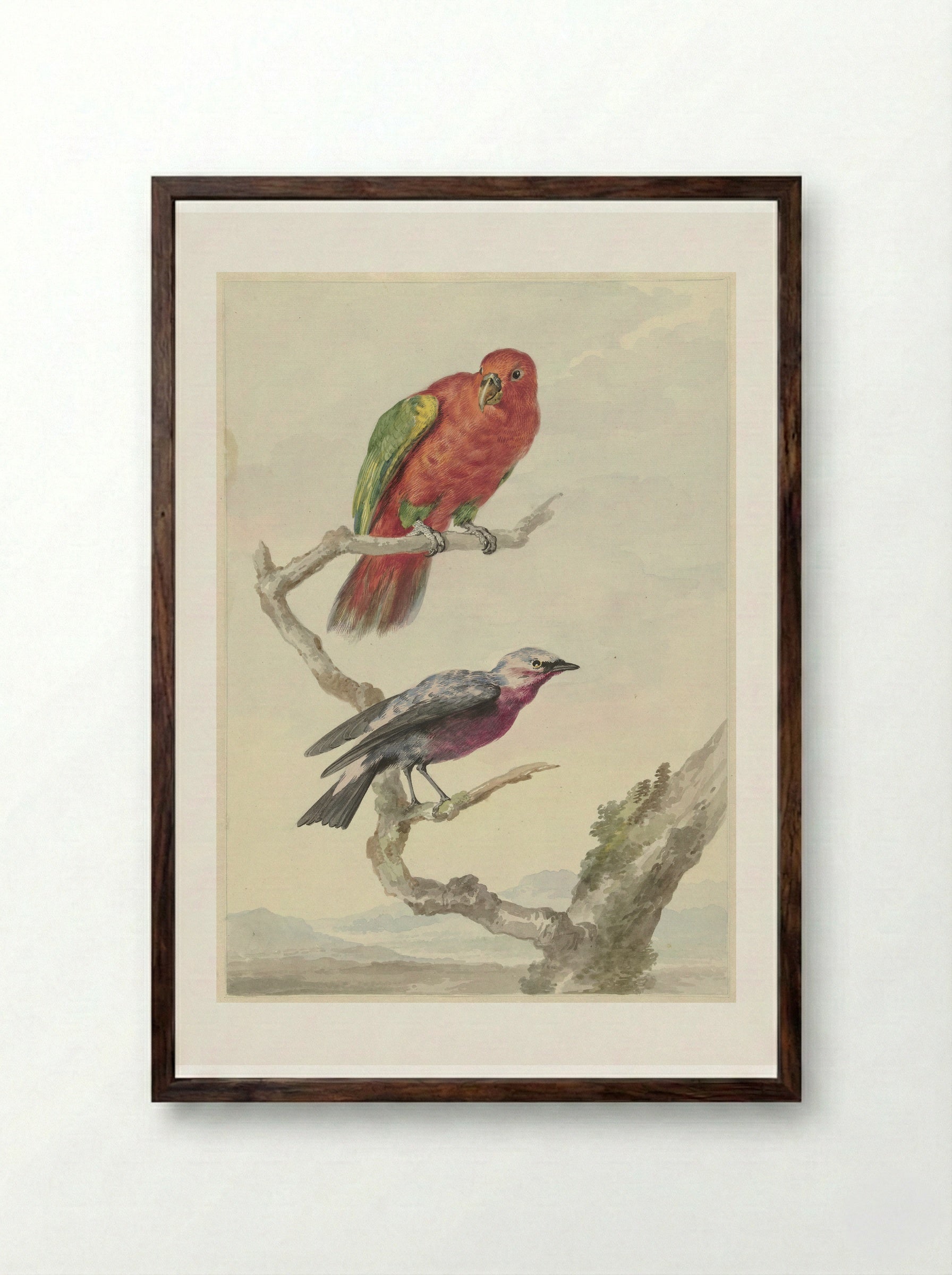 Two Birds, Including a Red-Green Parrot - Aert Schouman - Framed Print Dark Wood