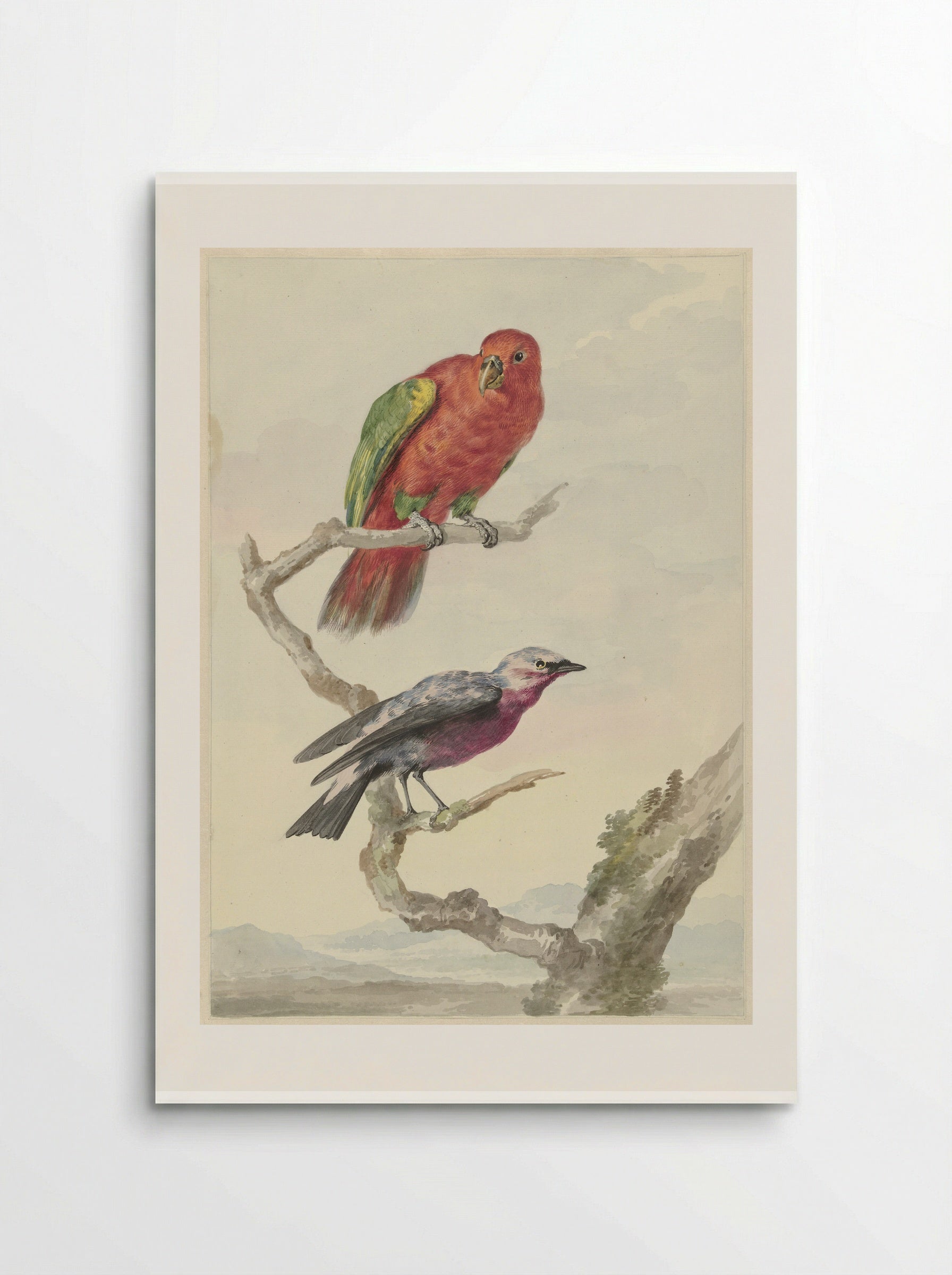 Two Birds, Including a Red-Green Parrot - Aert Schouman - Poster
