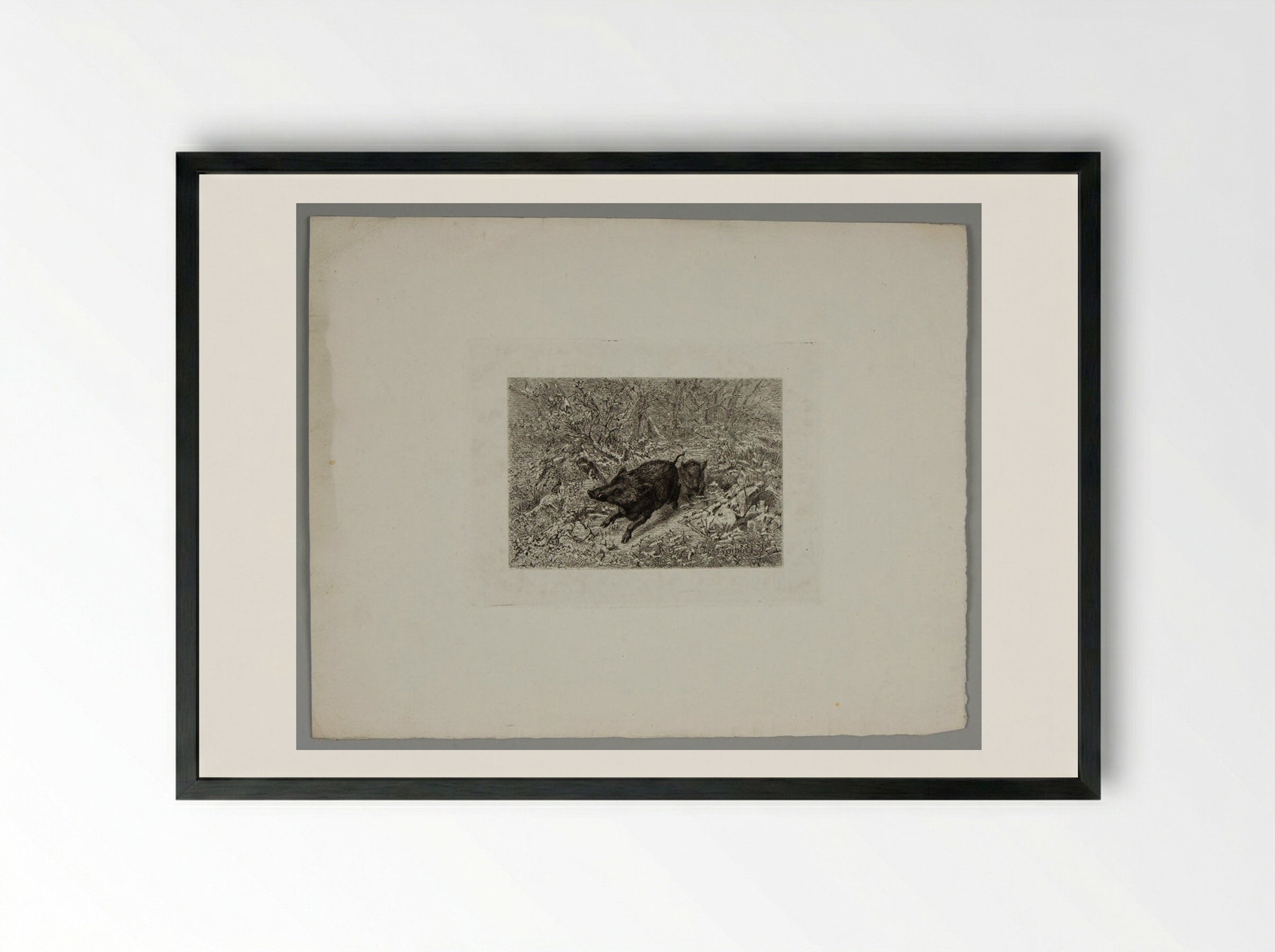 Two Boars - Karl Bodmer - Framed Print Black