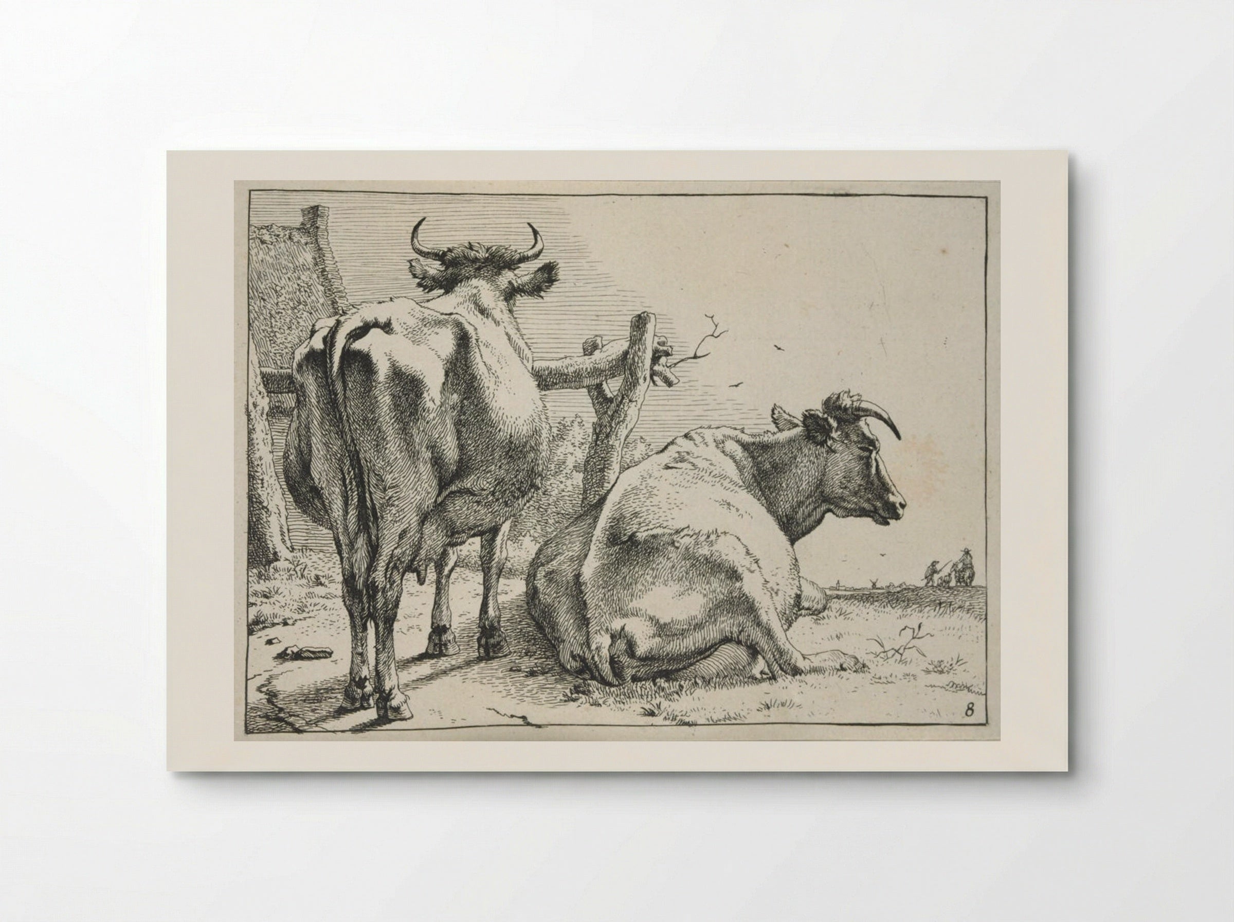 Two Cows Seen from Behind - Paulus Potter - Poster
