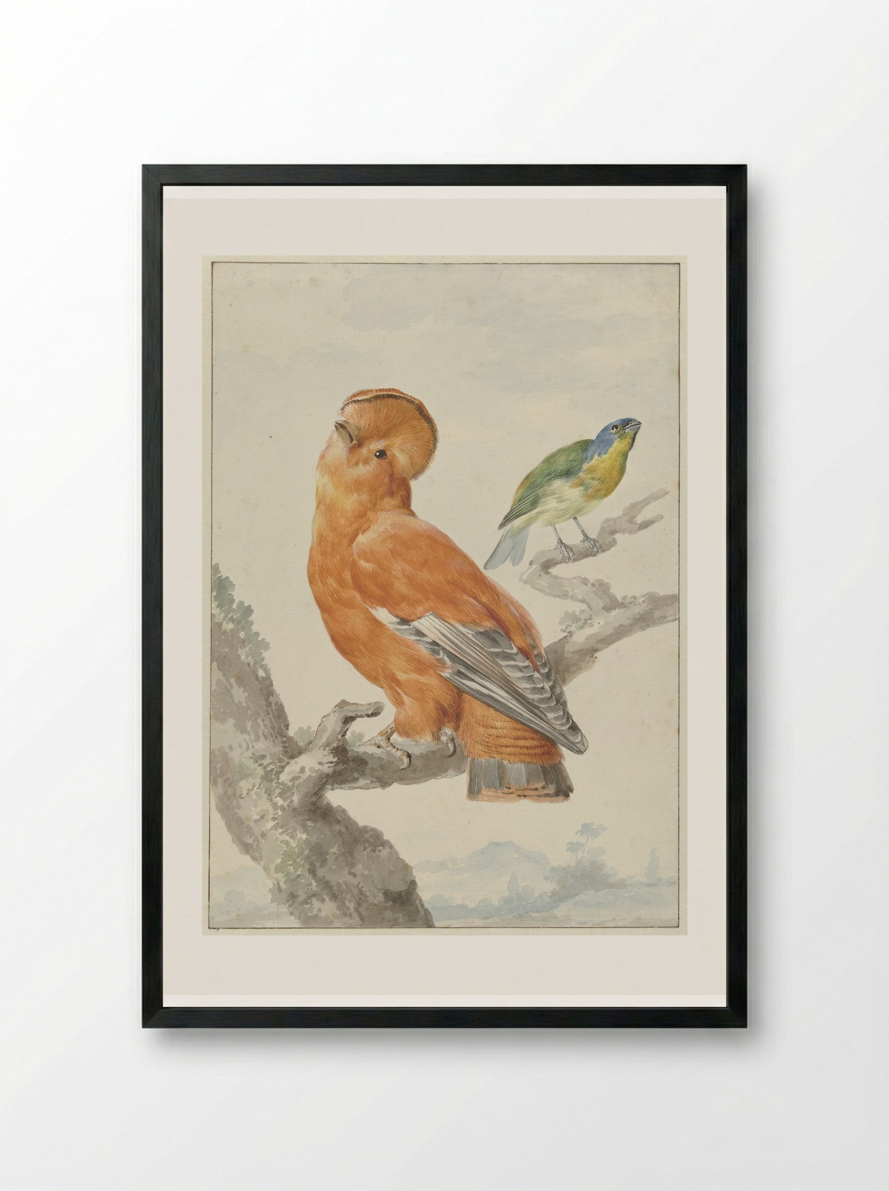 Two Exotic Birds - Aert Schouman - Framed Print Black