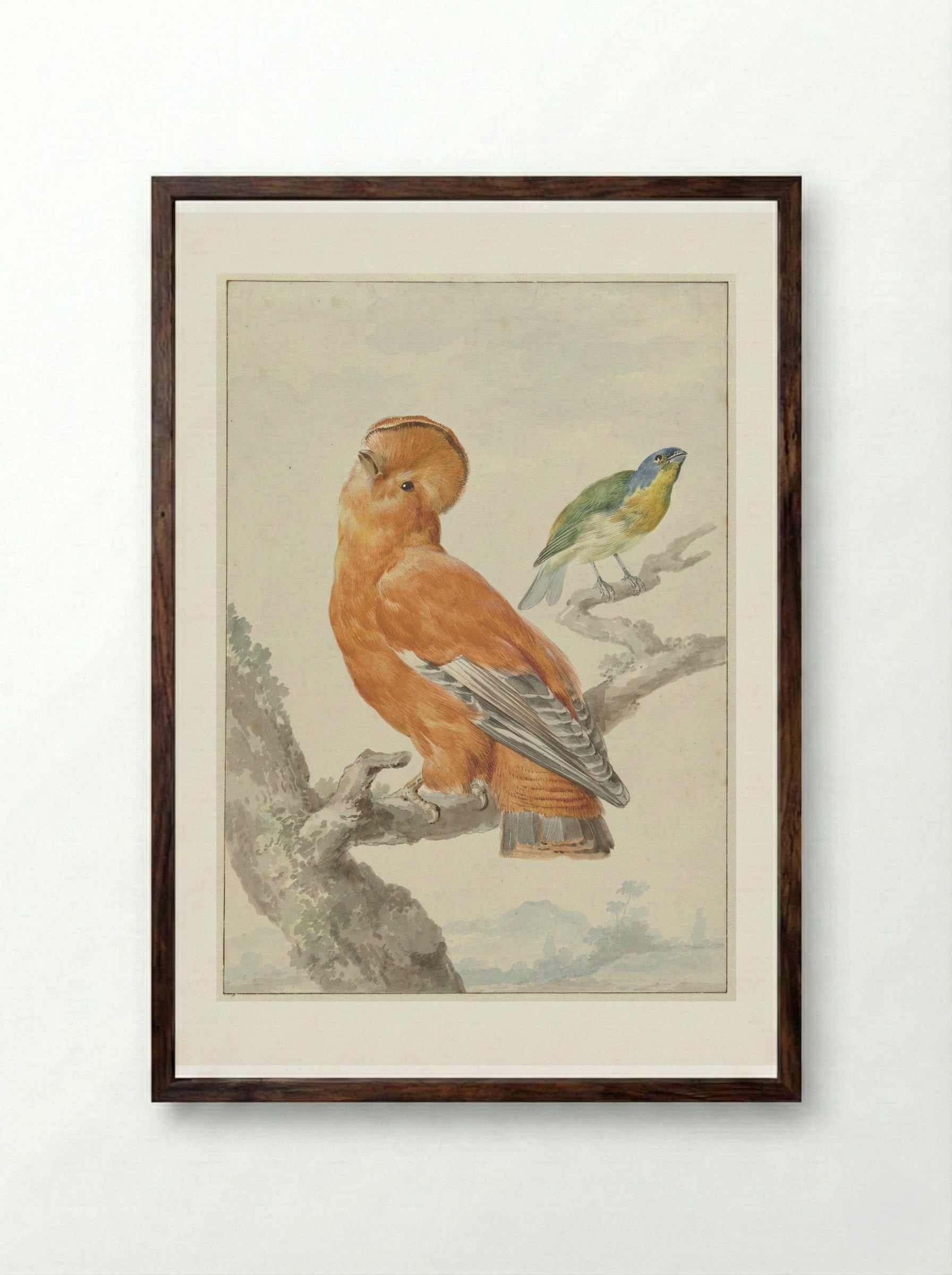 Two Exotic Birds - Aert Schouman - Framed Print Dark Wood