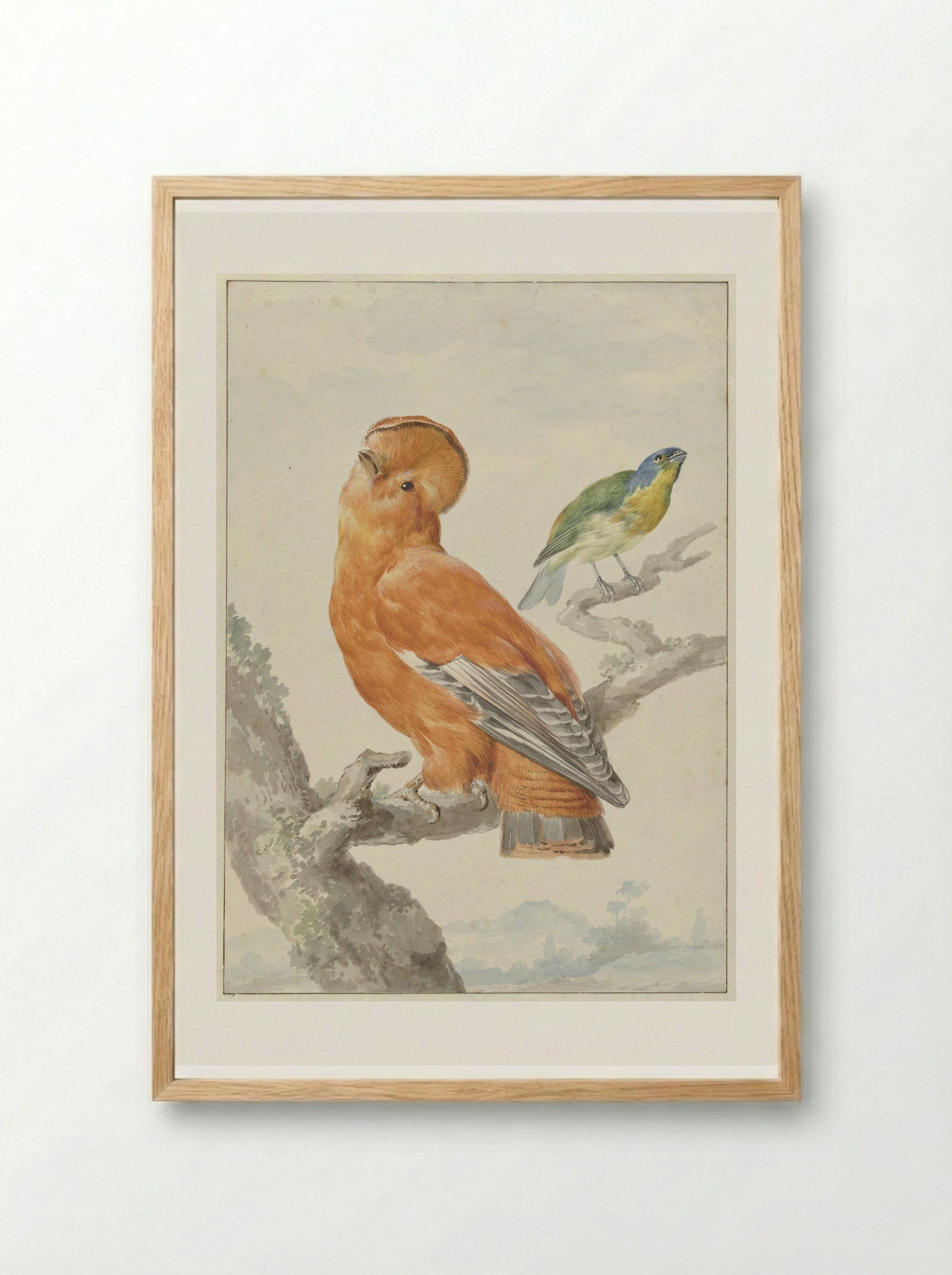 Two Exotic Birds - Aert Schouman - Framed Print Wood