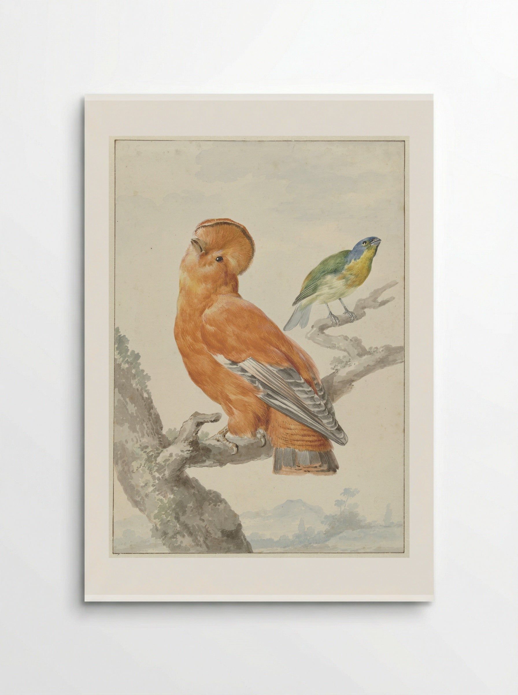 Two Exotic Birds - Aert Schouman - Poster