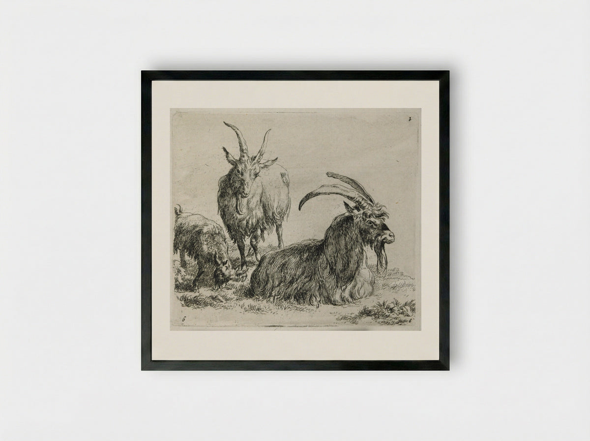 Two Goats and a Kid - Nicolaes Berchem - Framed Print Black