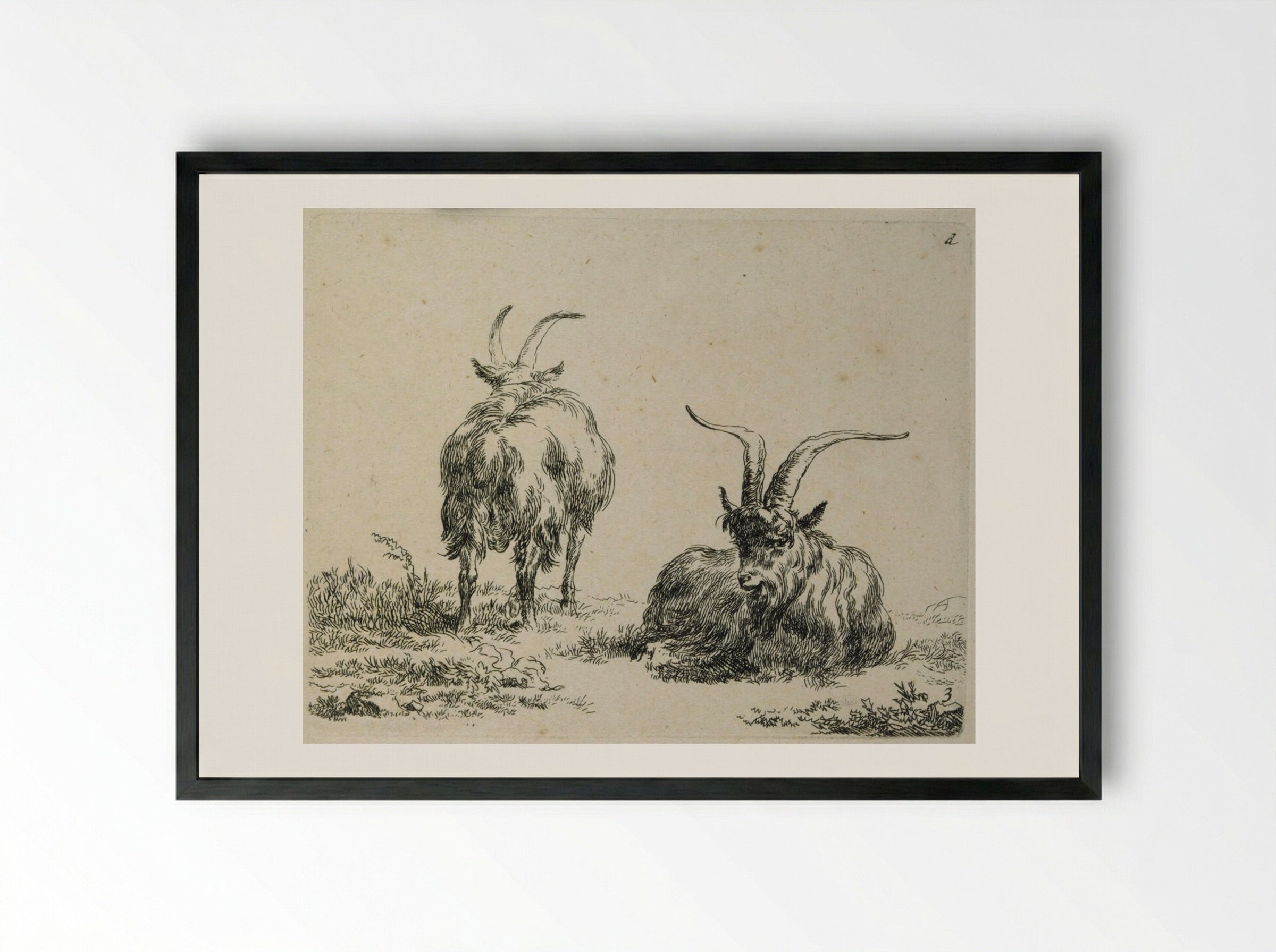 Two Goats: One Lying Down, One Standing Seen from Back - Nicolaes Berchem the Elder - Framed Print Black