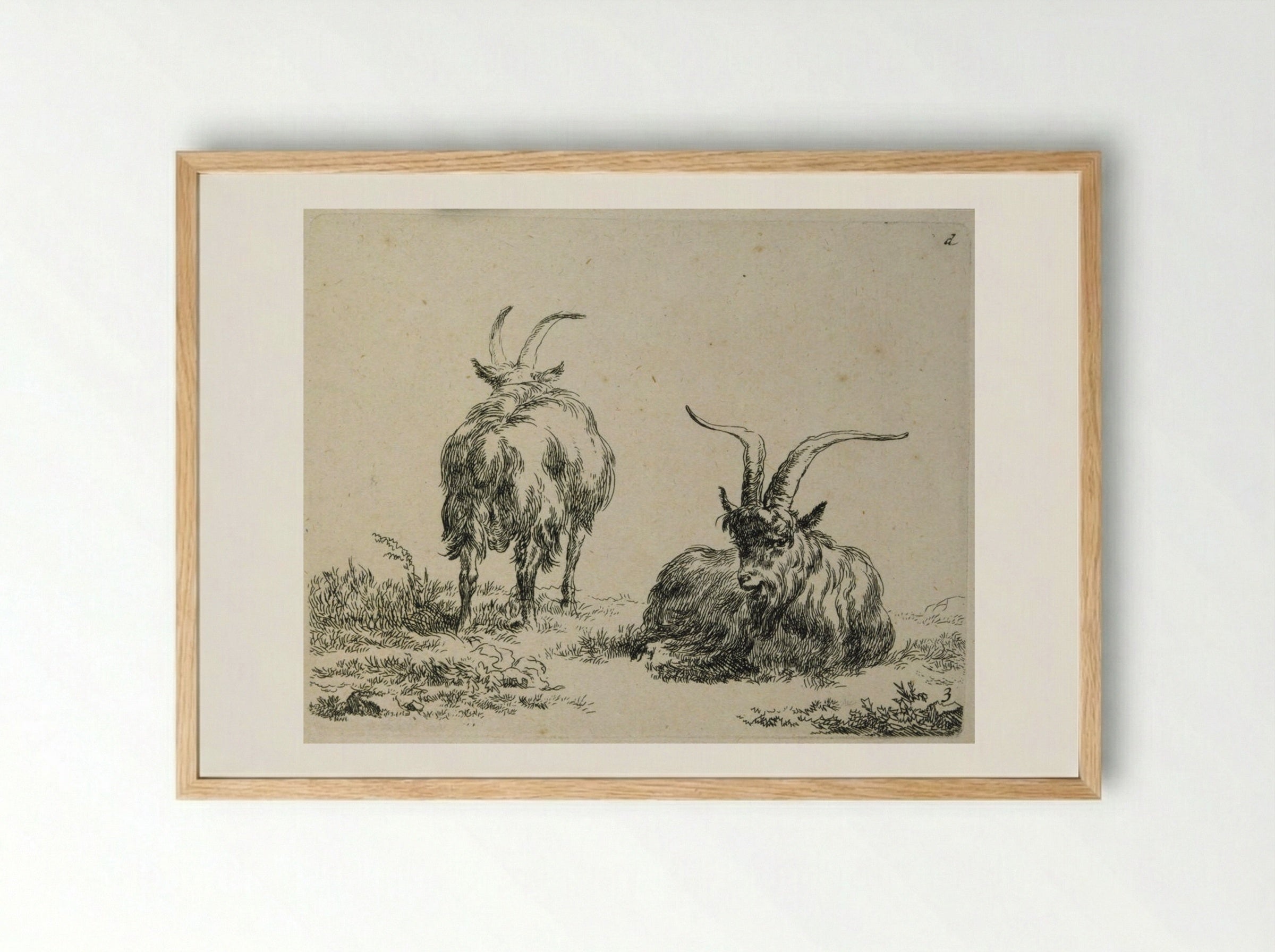Two Goats: One Lying Down, One Standing Seen from Back - Nicolaes Berchem the Elder - Framed Print Wood