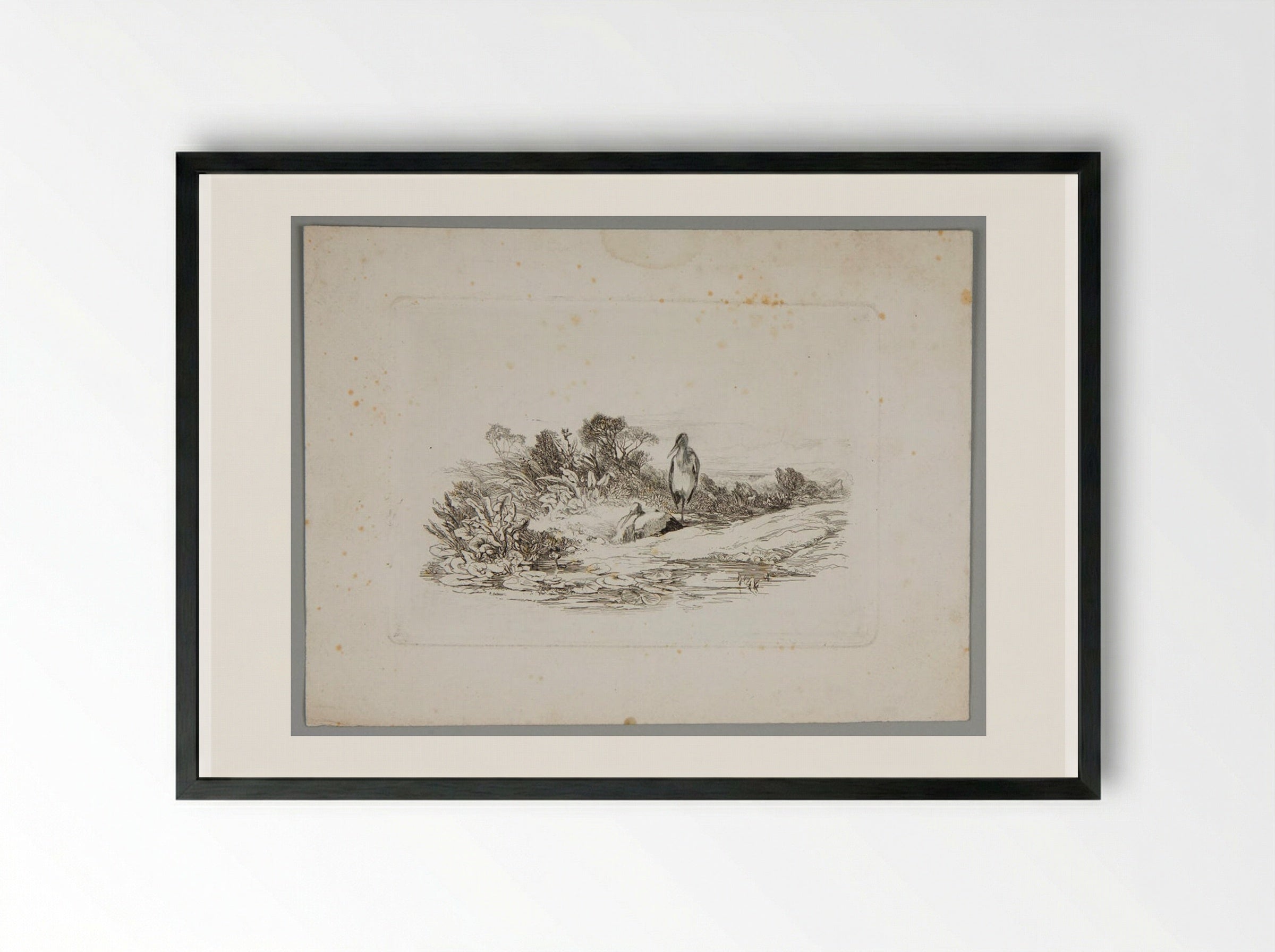Two Herons - Karl Bodmer - Framed Print Black