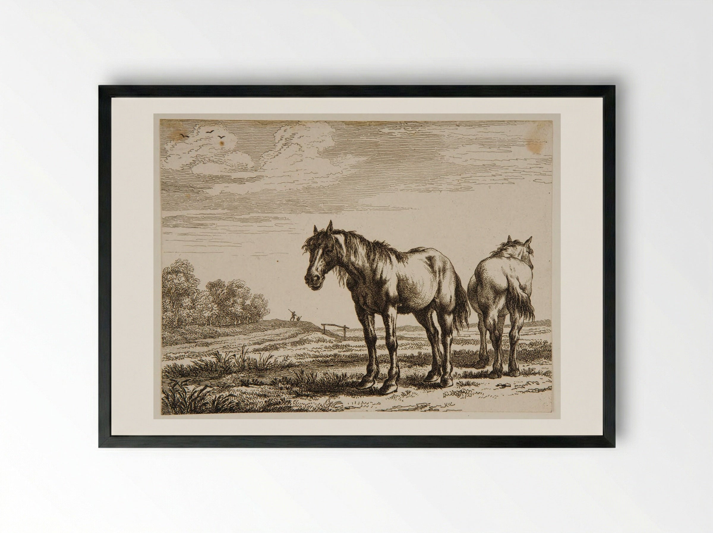 Two Horses - Paulus Potter - Framed Print Black