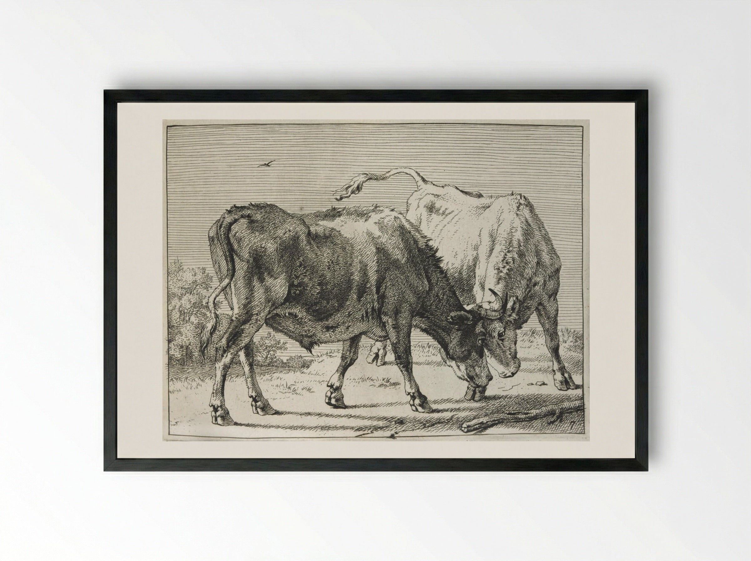 Two Oxen Fighting - Paulus Potter - Framed Print Black