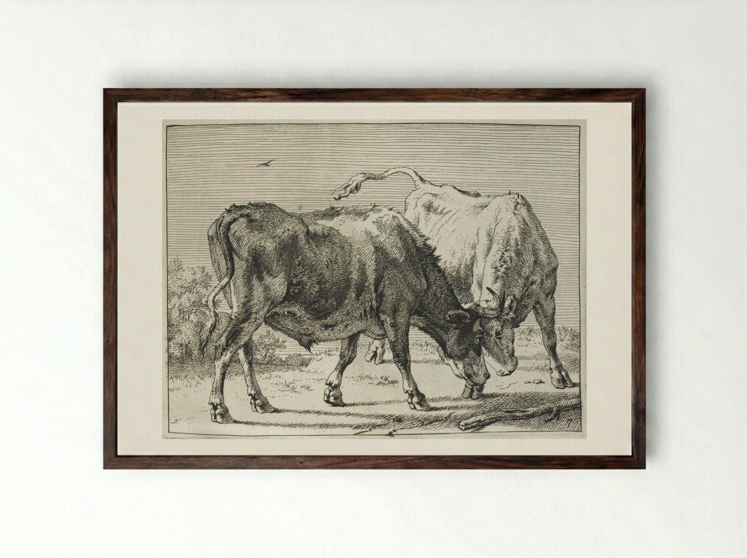 Two Oxen Fighting - Paulus Potter - Framed Print Dark Wood
