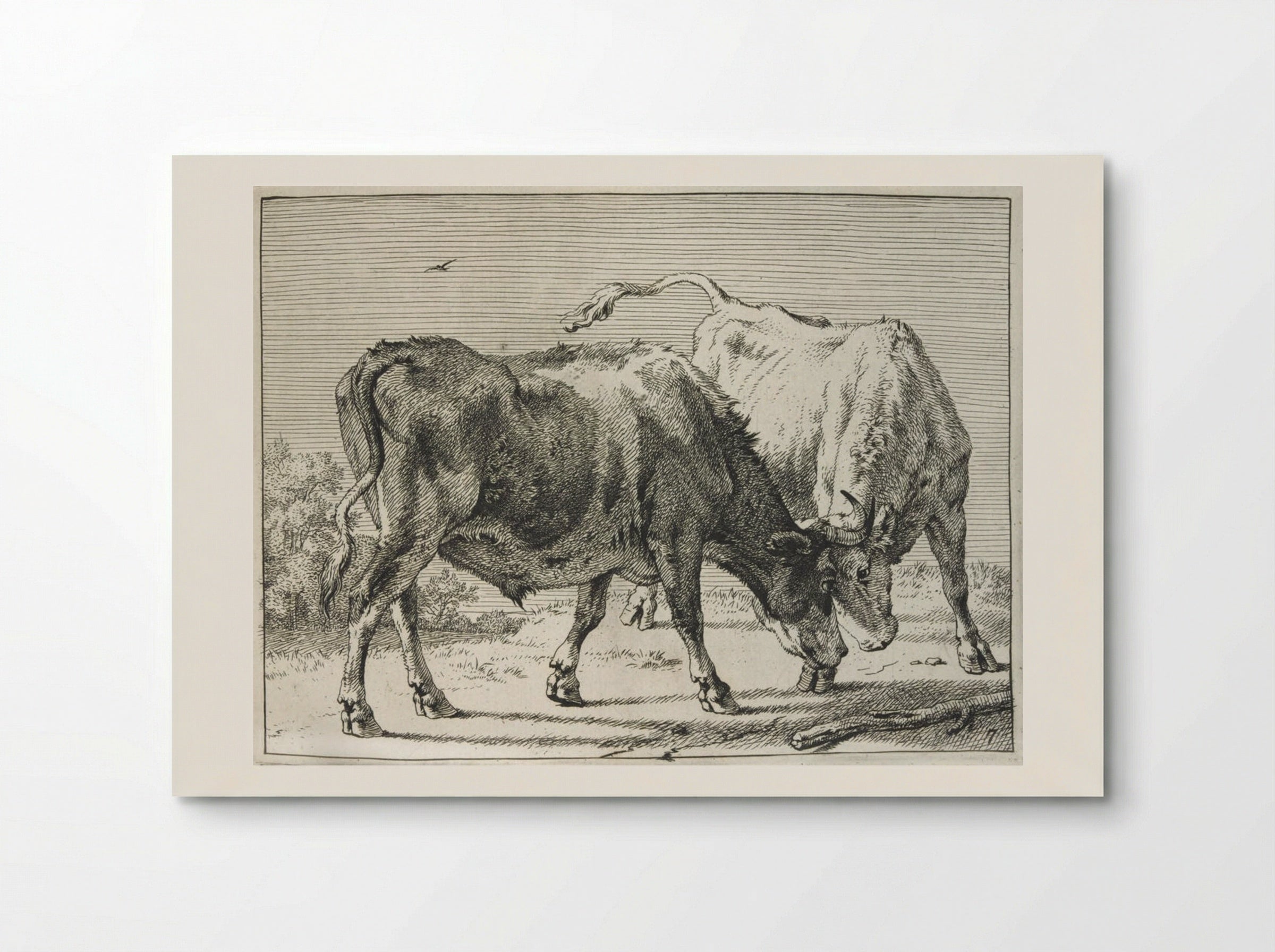 Two Oxen Fighting - Paulus Potter - Poster
