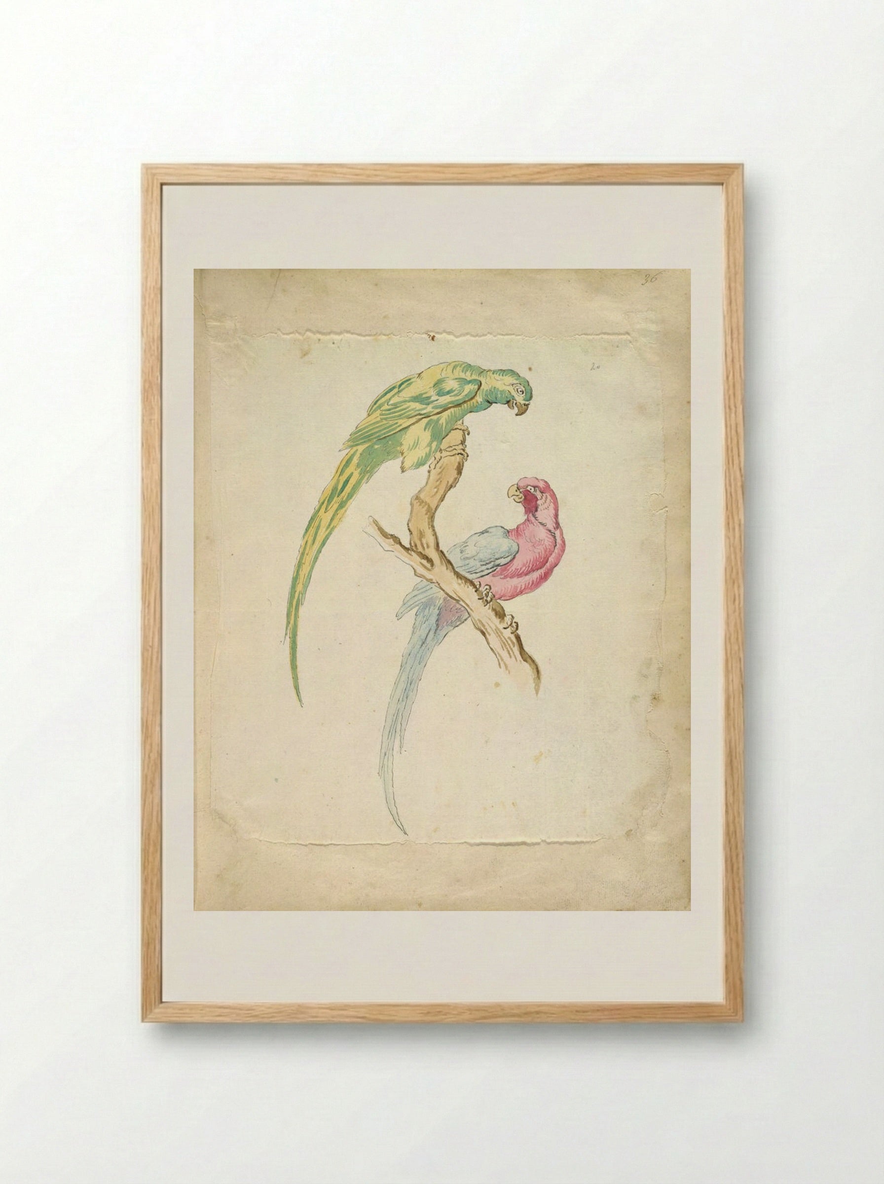 Two Parrots Perched on a Branch - Jean-Baptiste Oudry - Framed Print Wood