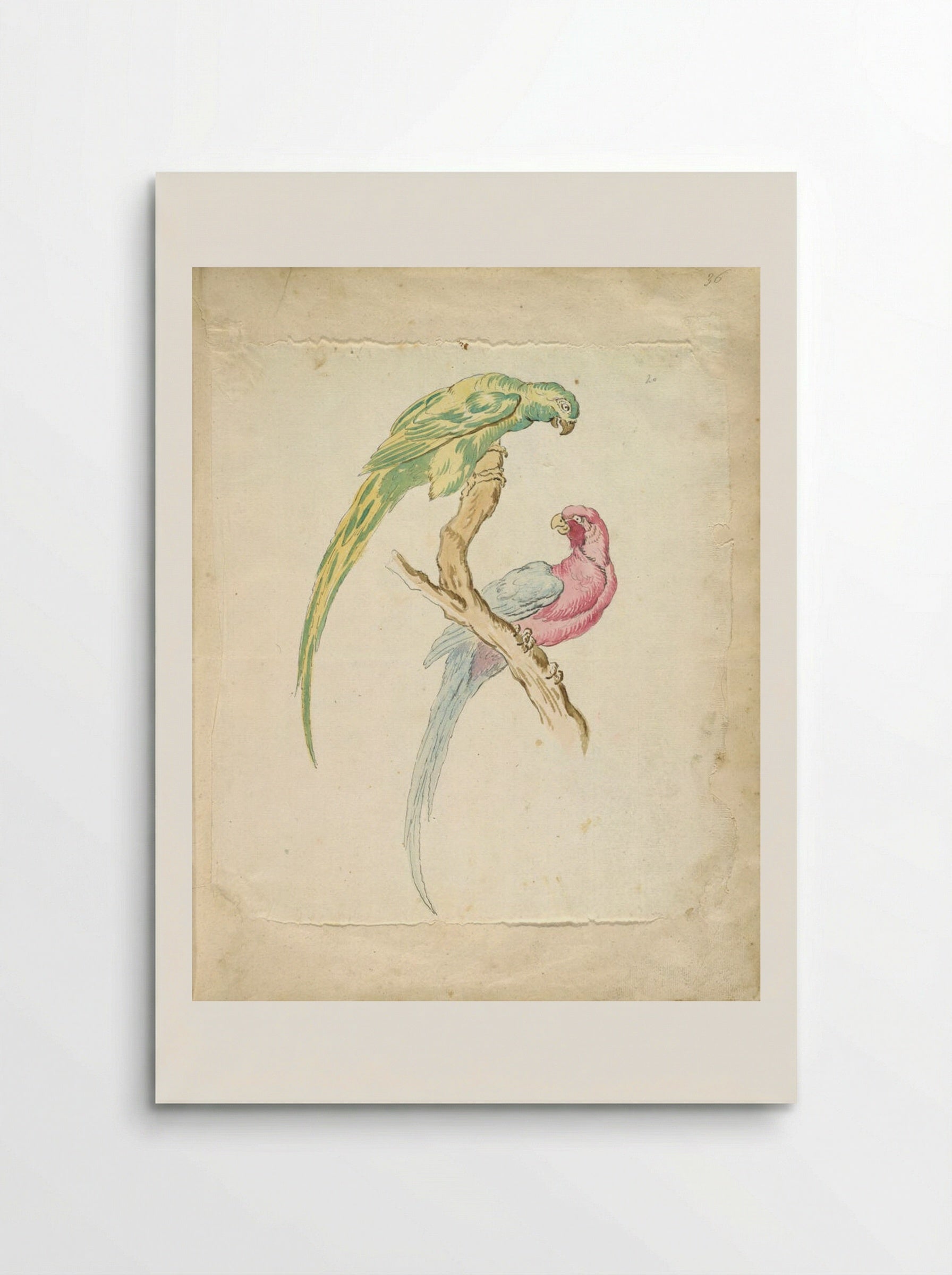 Two Parrots Perched on a Branch - Jean-Baptiste Oudry - Poster