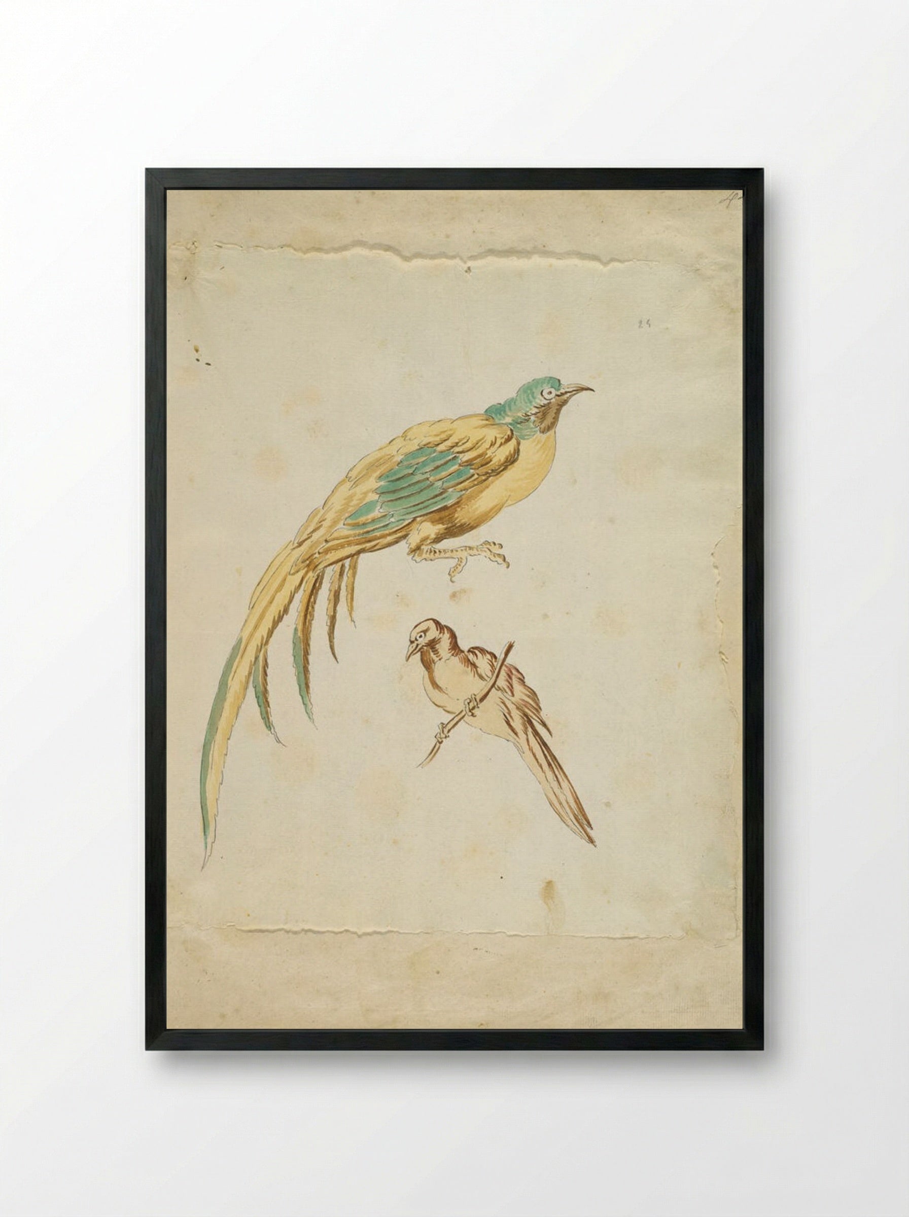Two Perched Birds - Jean-Baptiste Oudry - Framed Print Black