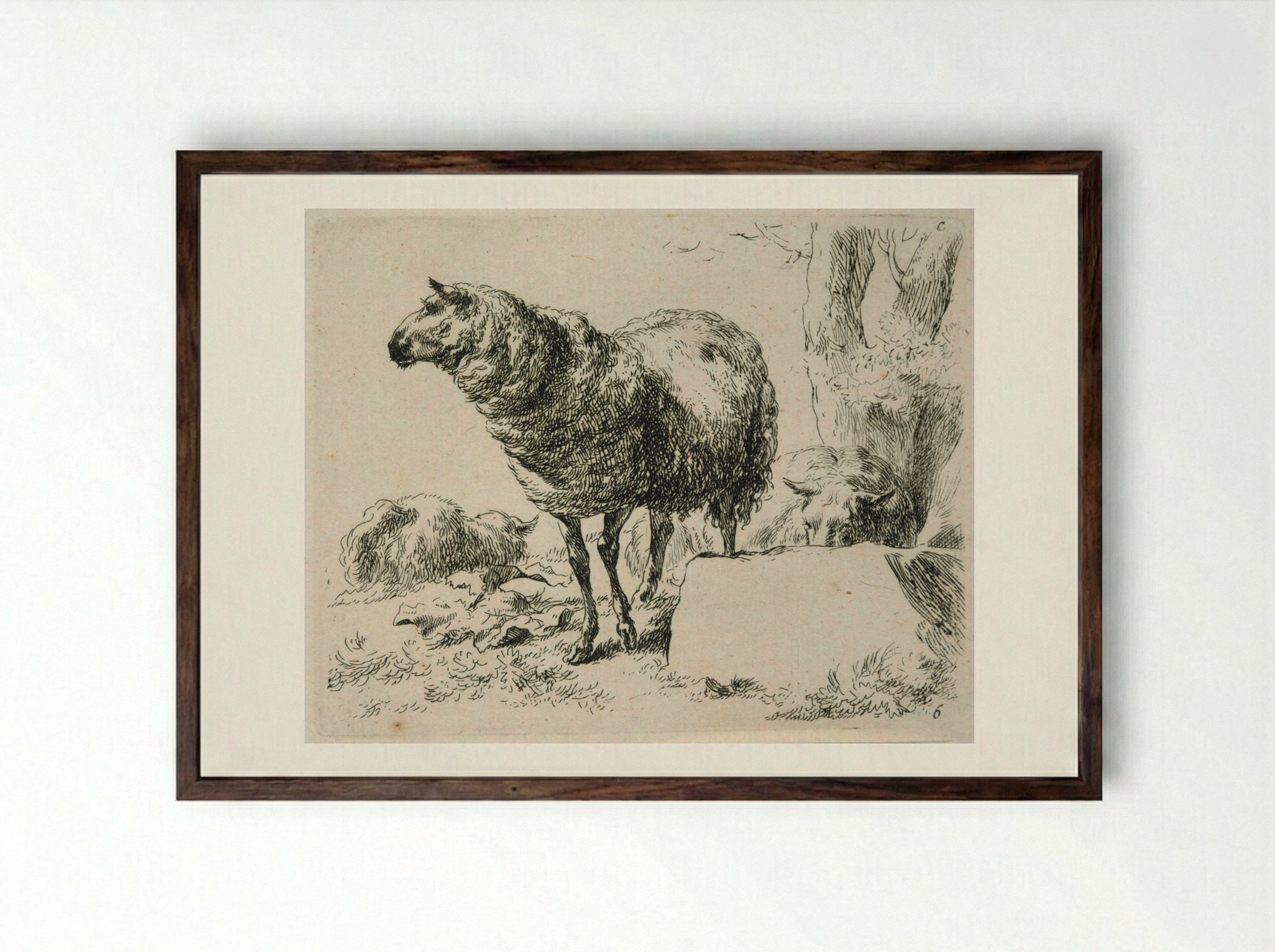 Two Sheep: One Standing, One Lying Behind a Rock - Nicolaes Berchem the Elder - Framed Print Dark Wood