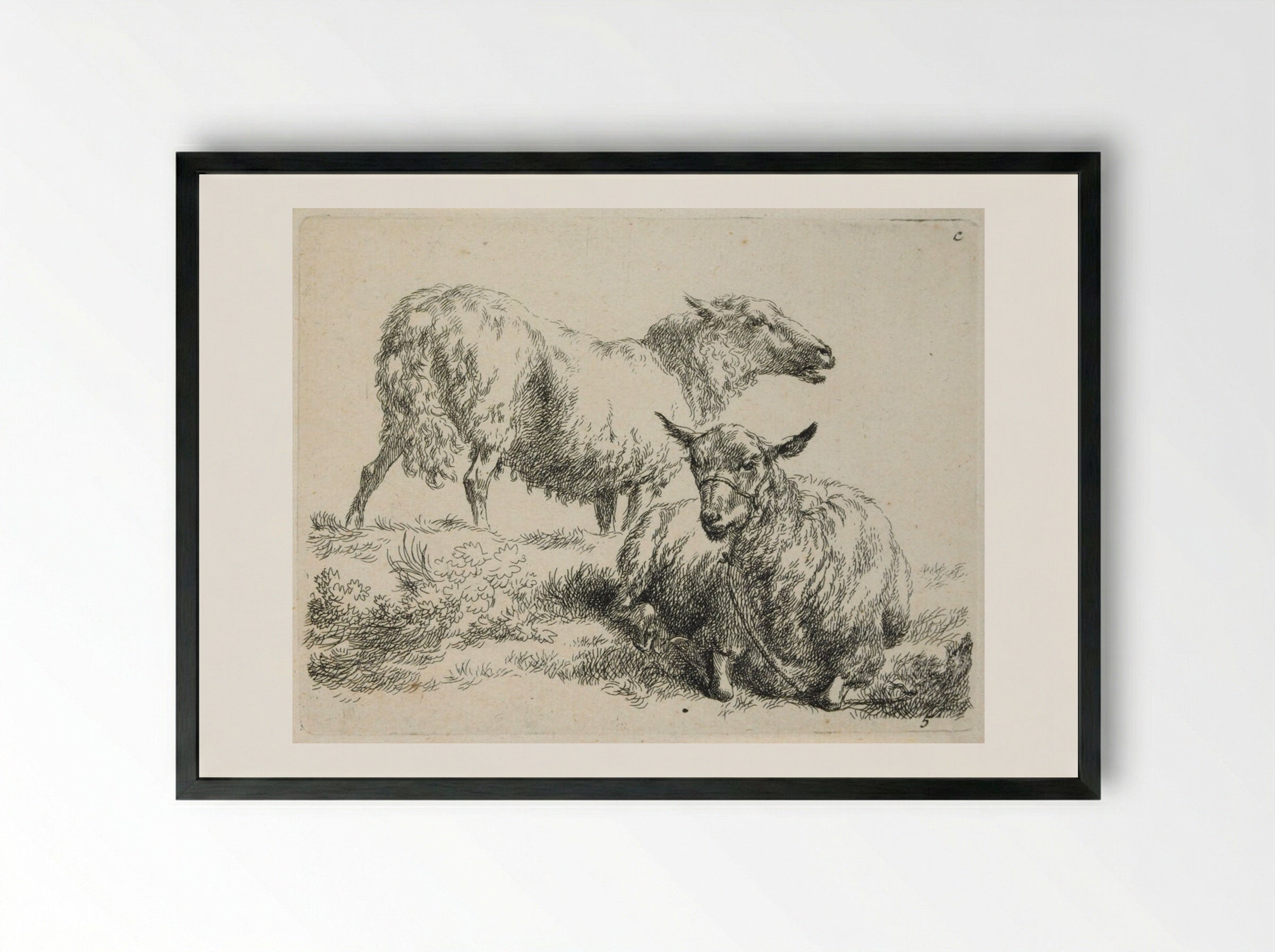 Two Sheep: One Standing, One with Halter Lying Down - Nicolaes Berchem - Framed Print Black
