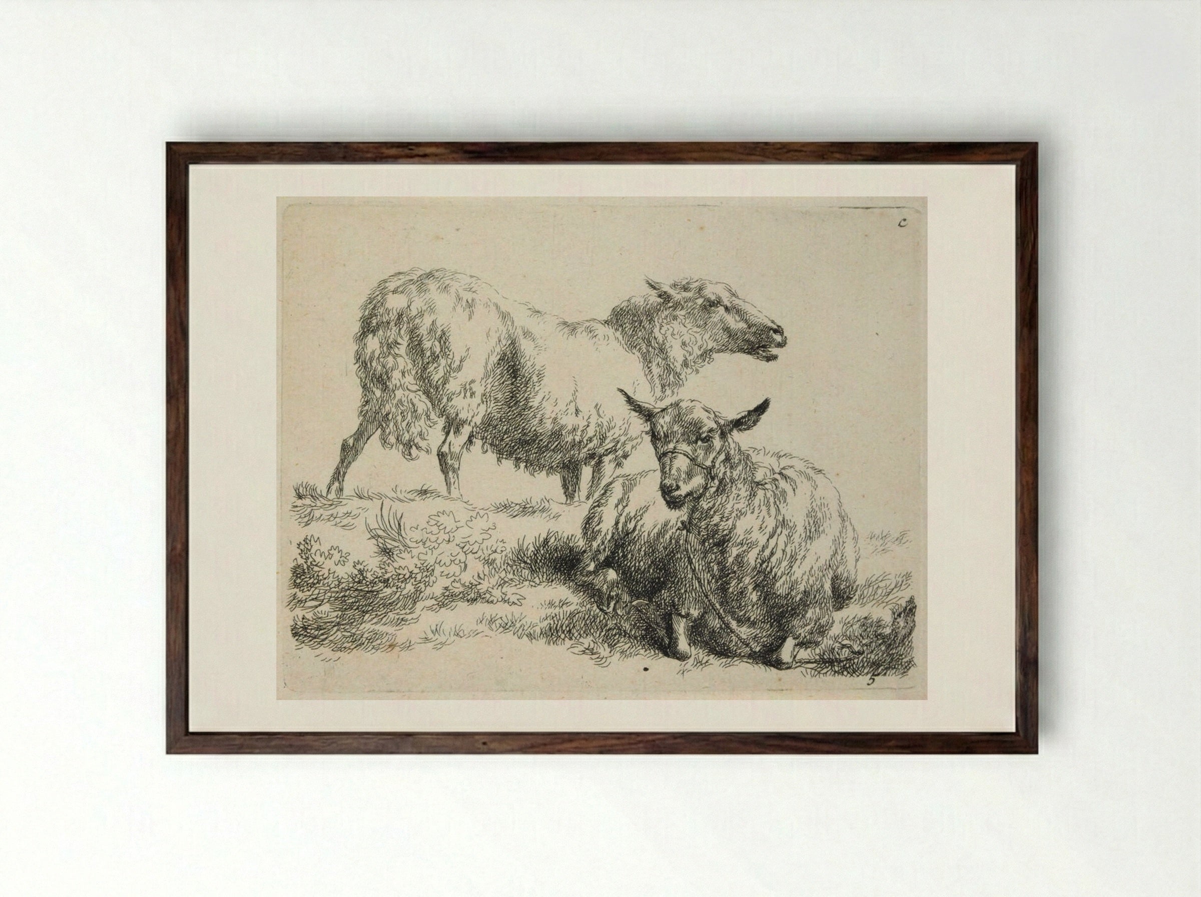 Two Sheep: One Standing, One with Halter Lying Down - Nicolaes Berchem - Framed Print Dark Wood