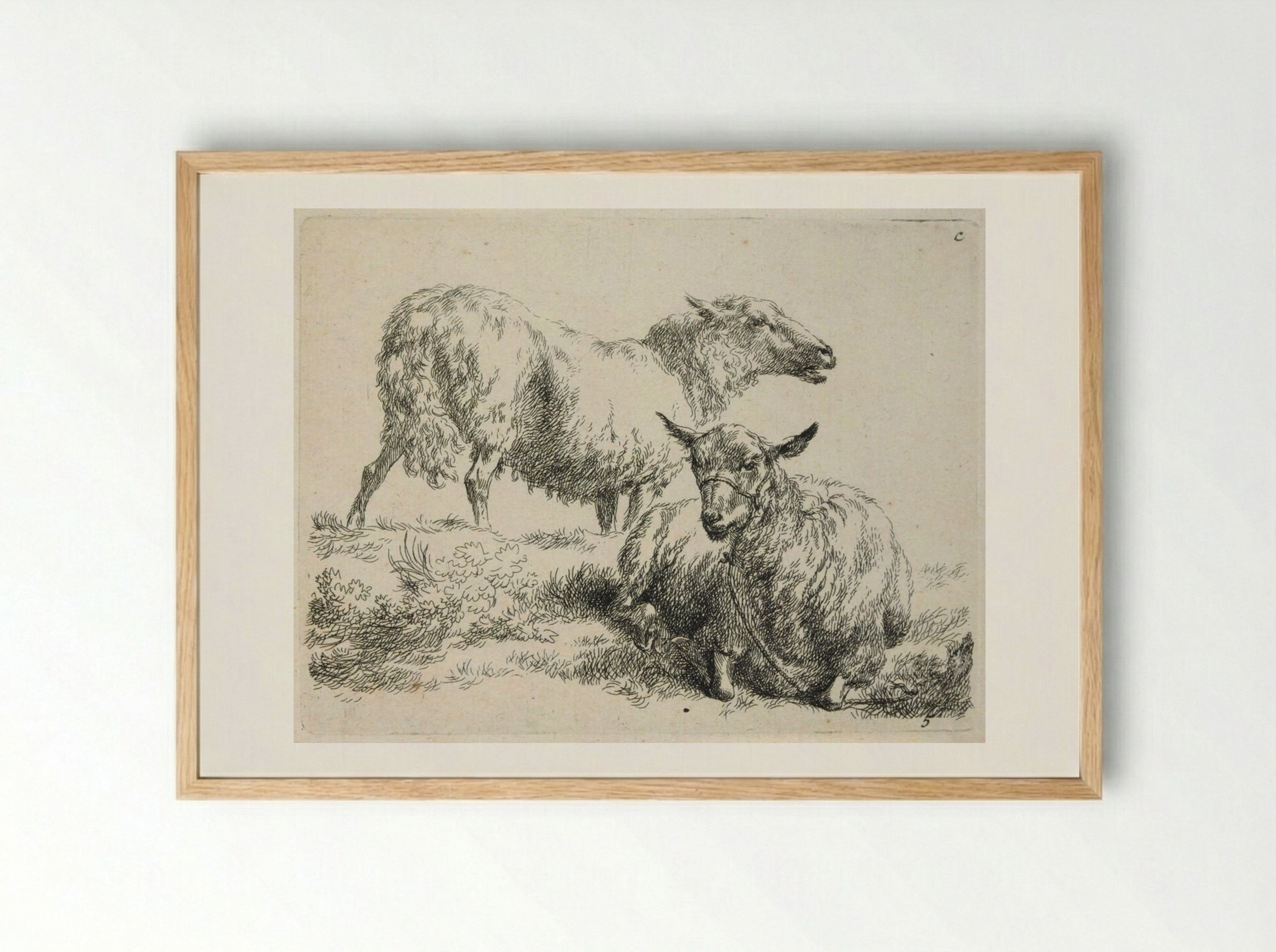 Two Sheep: One Standing, One with Halter Lying Down - Nicolaes Berchem - Framed Print Wood