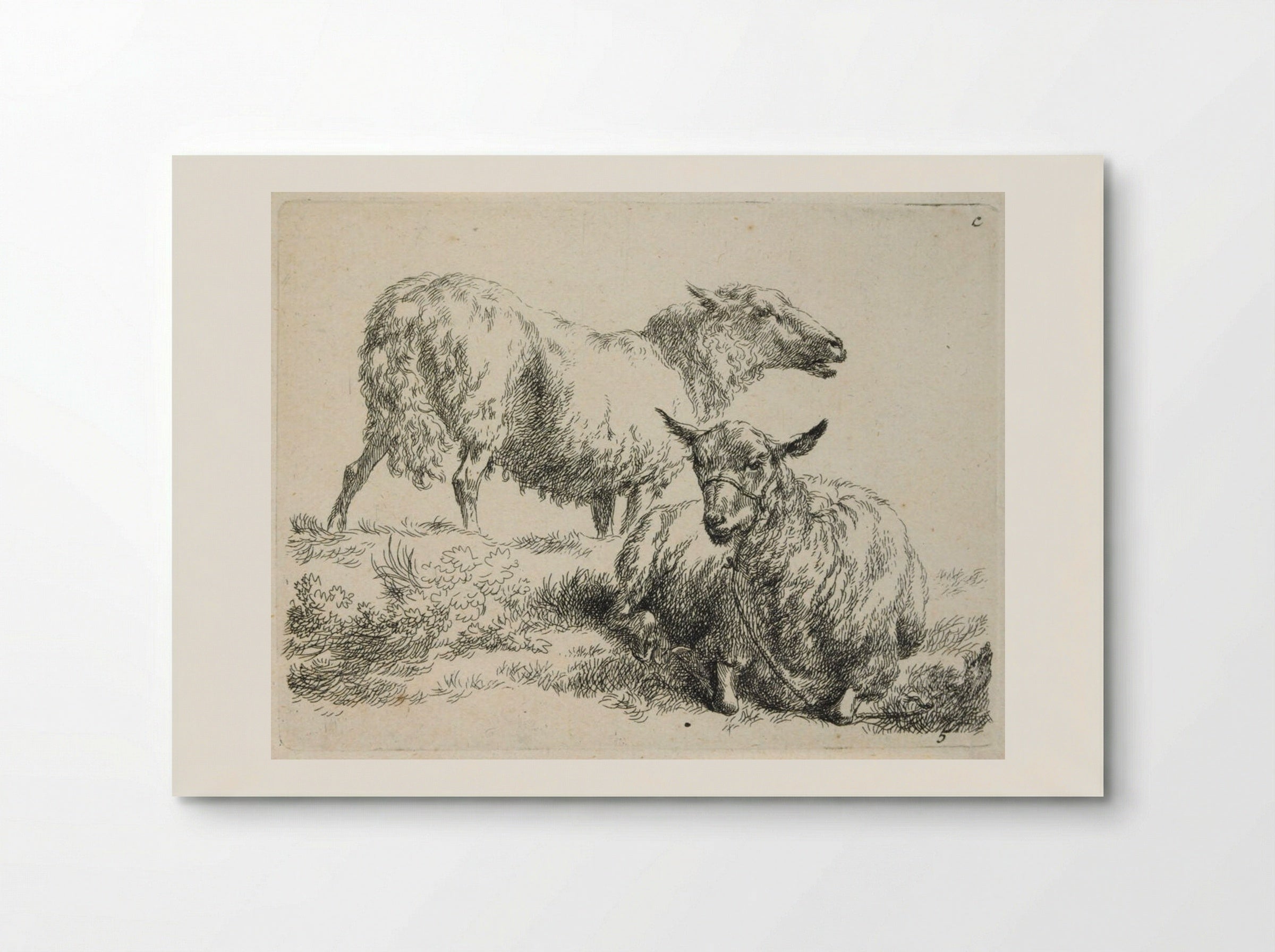 Two Sheep: One Standing, One with Halter Lying Down - Nicolaes Berchem - Poster