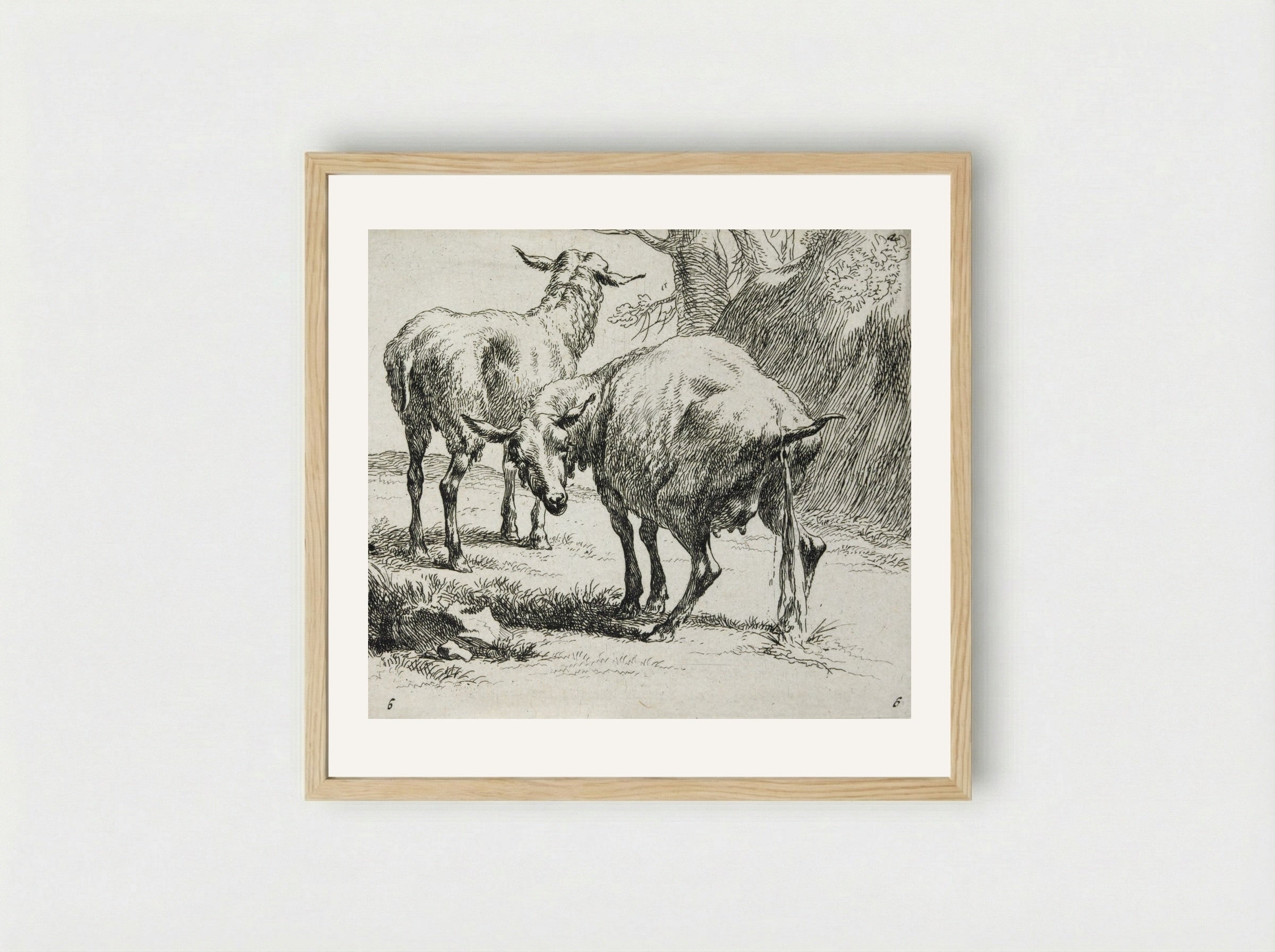 Two Sheep: One Urinating - Nicolaes Berchem - Framed Print Wood