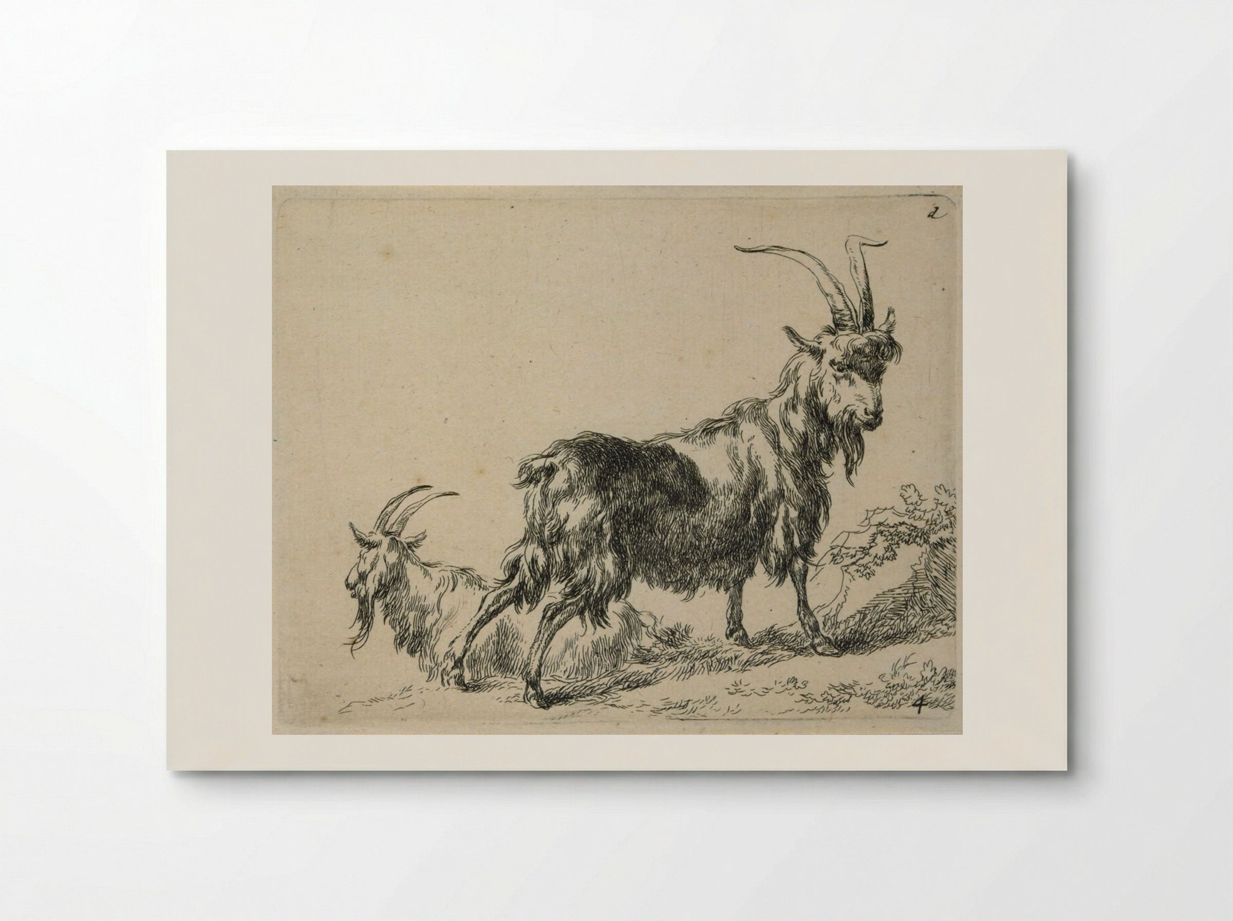 Two Standing Goats - Nicolaes Berchem - Poster