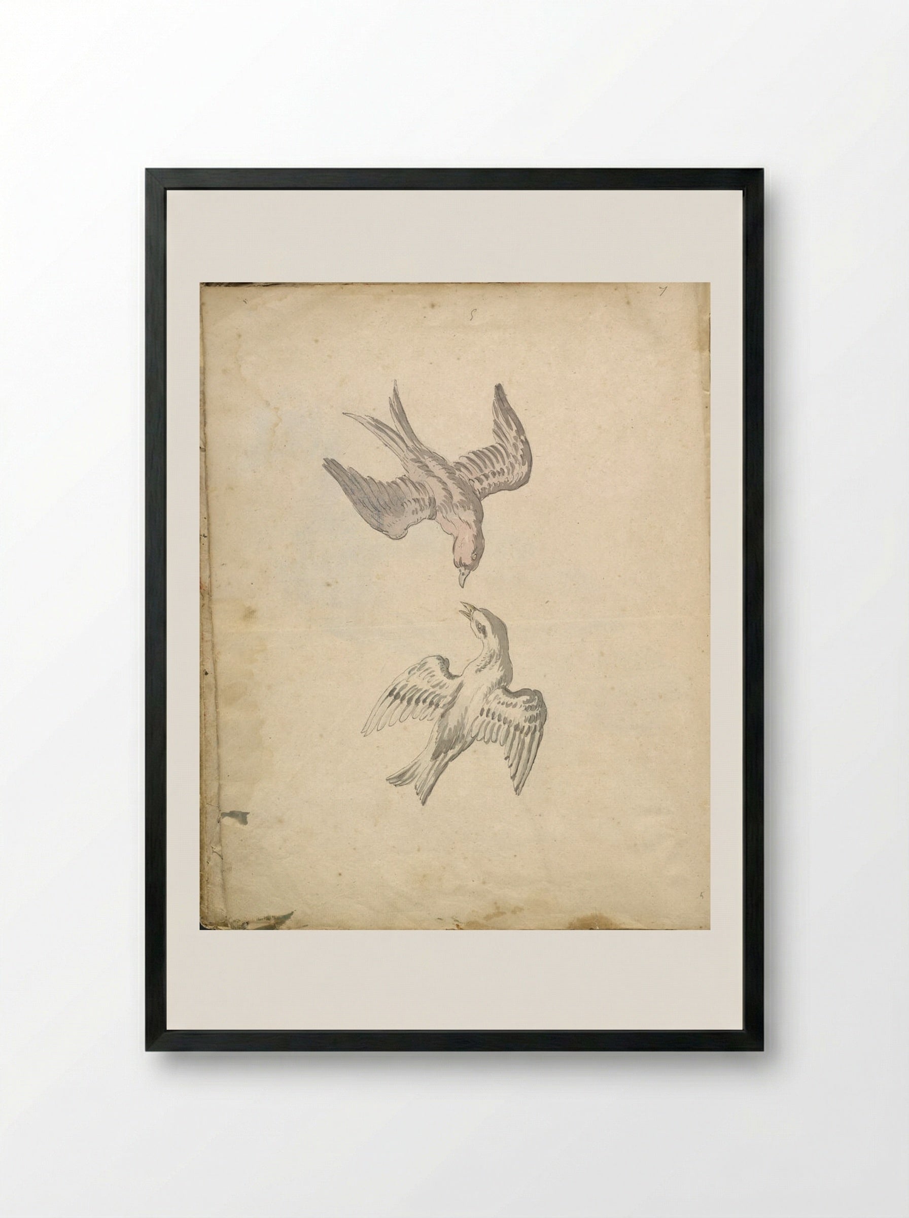 Two Swallows in Flight - Jean-Baptiste Oudry - Framed Print Black