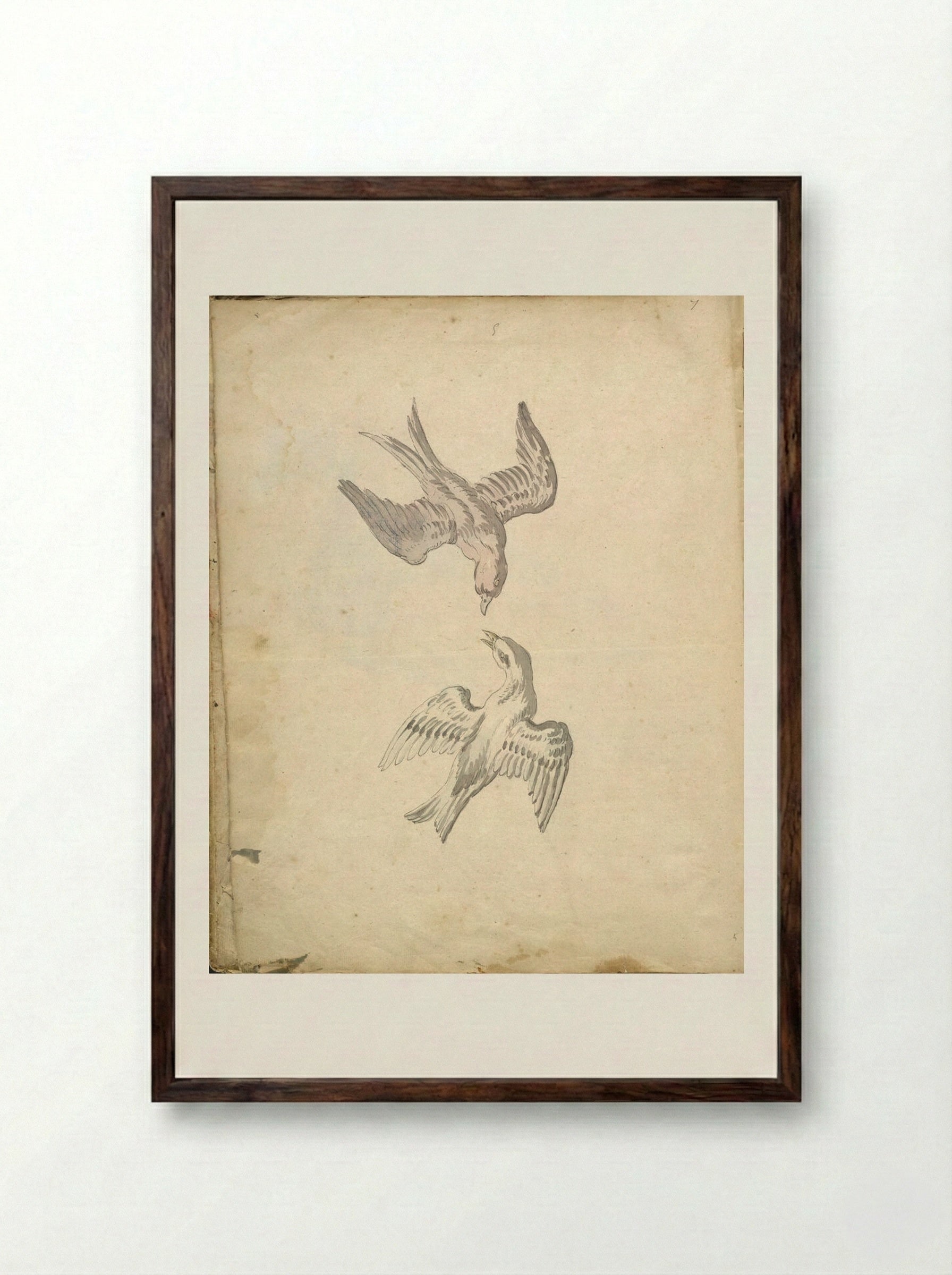 Two Swallows in Flight - Jean-Baptiste Oudry - Framed Print Dark Wood