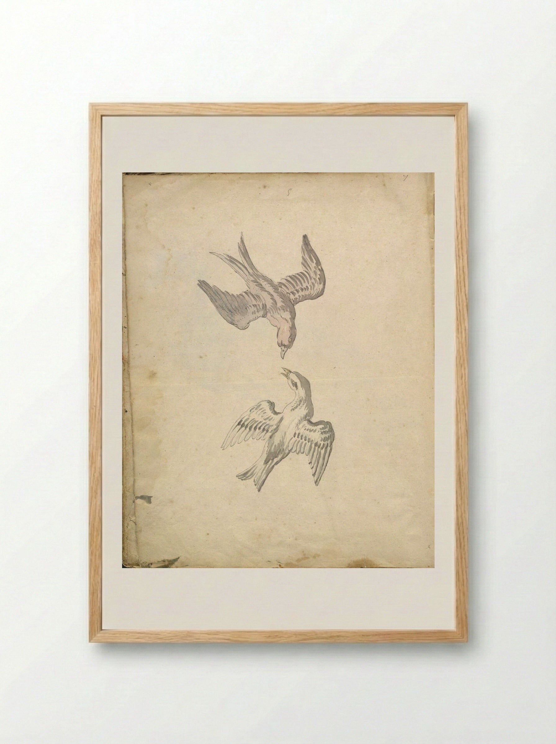 Two Swallows in Flight - Jean-Baptiste Oudry - Framed Print Wood