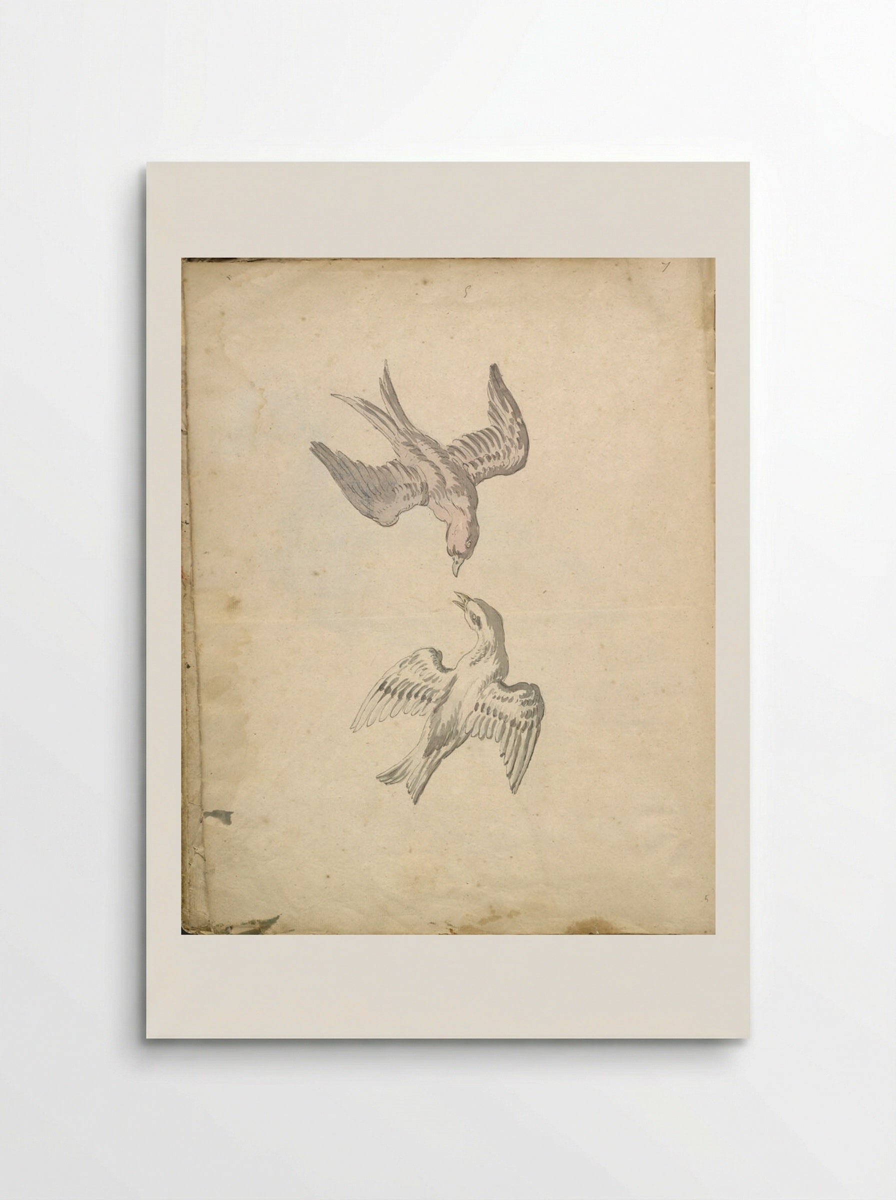 Two Swallows in Flight - Jean-Baptiste Oudry - Poster