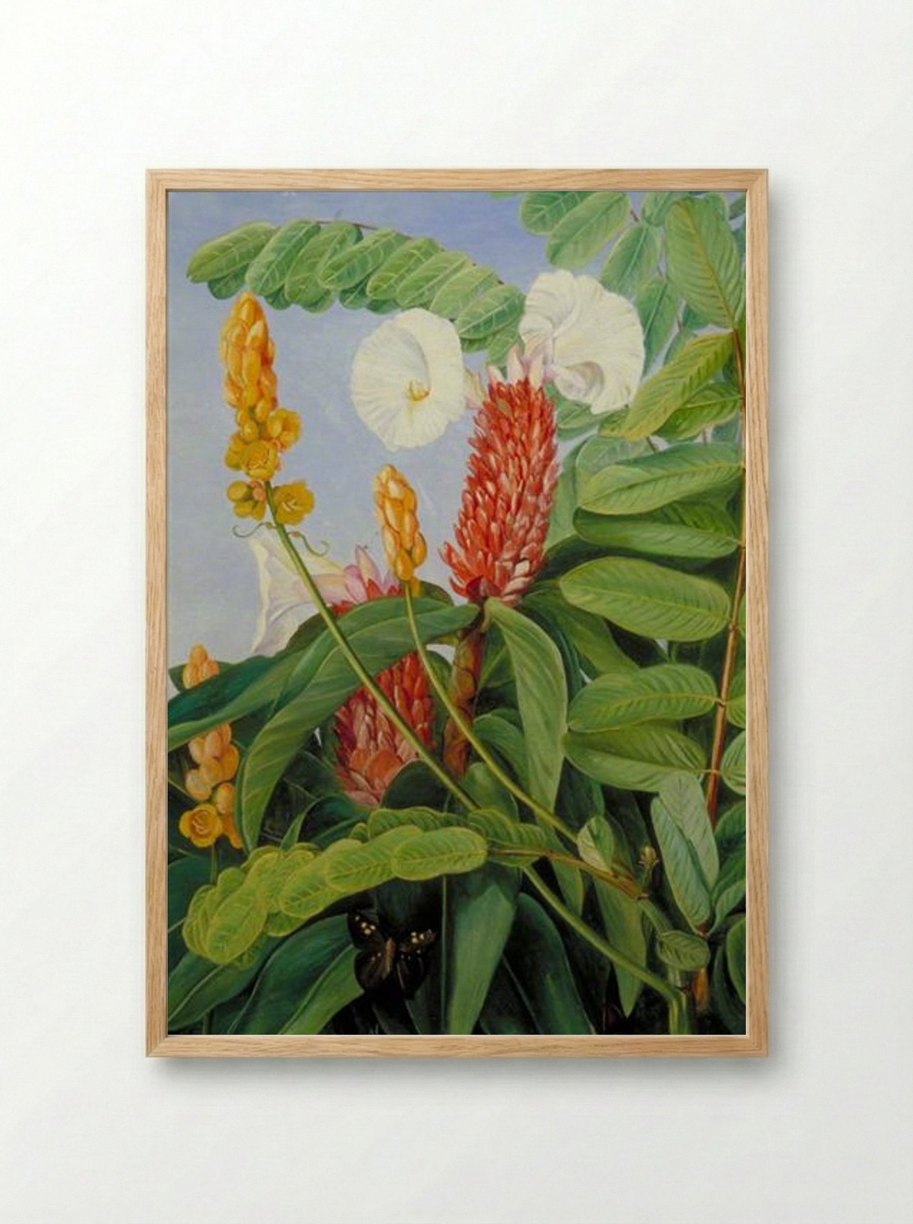 Two Swamp Plants of Java - Marianne North - Framed Print Wood