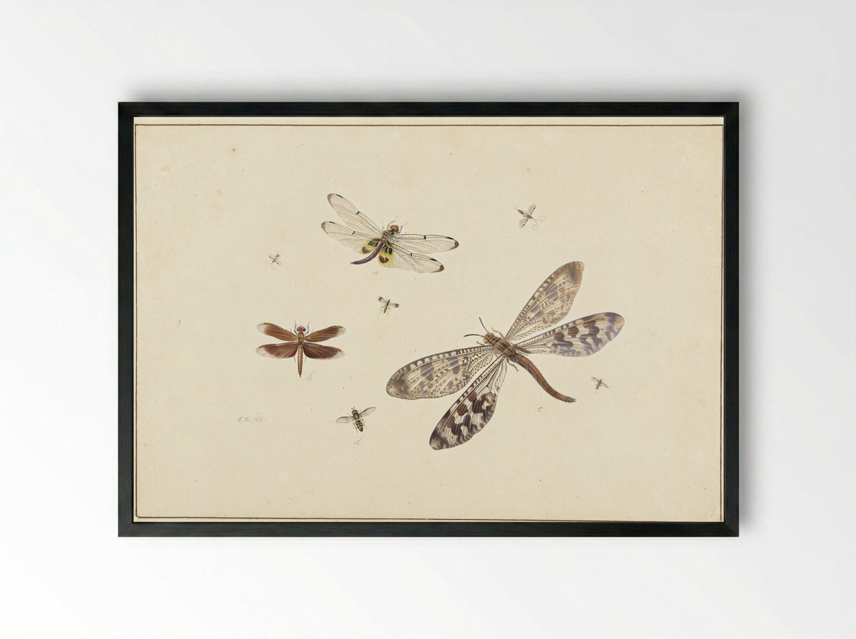 Two dragonflies, an antlion and five smaller insects - Johannes Bronkhorst - Framed Print Black