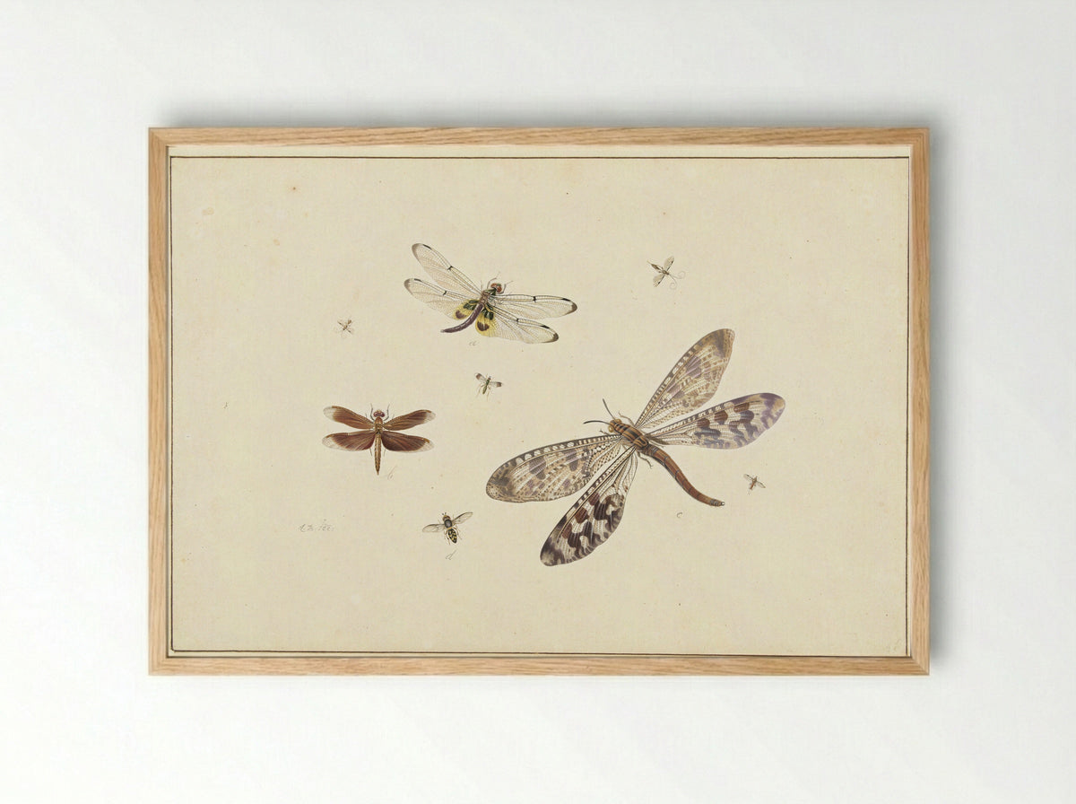 Two dragonflies, an antlion and five smaller insects - Johannes Bronkhorst - Framed Print Wood