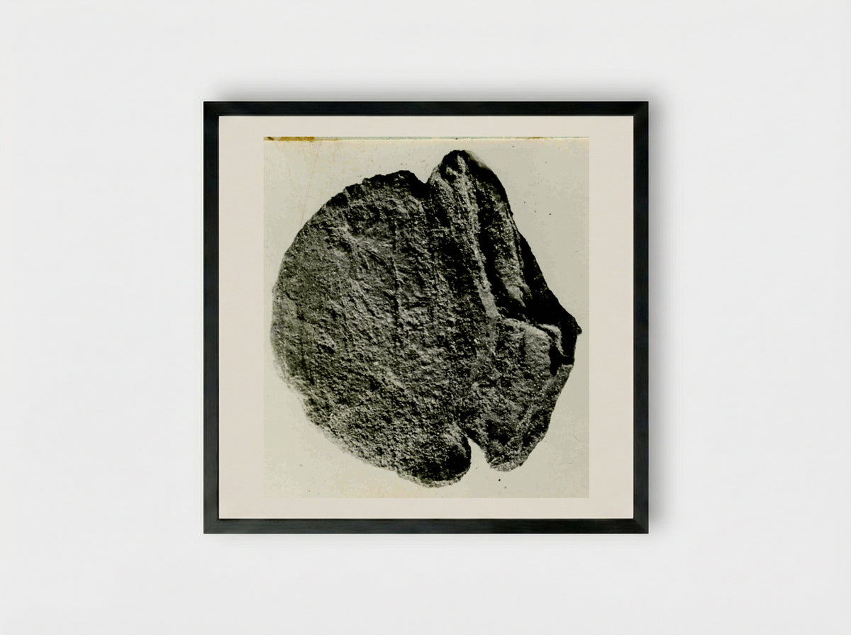 Untitled (Ancient Coin, Monochrome Photograph) - Fine Art Print - Framed Print Black