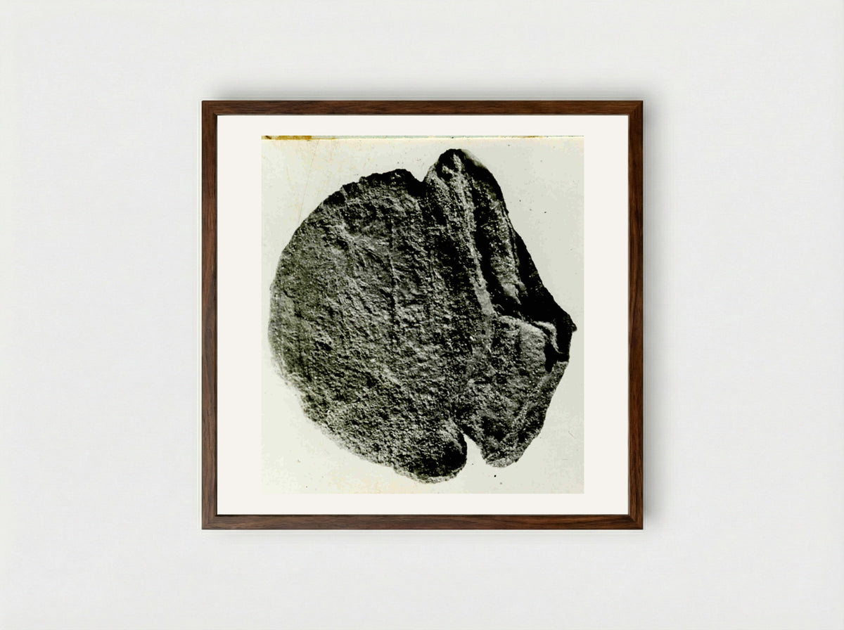 Untitled (Ancient Coin, Monochrome Photograph) - Fine Art Print - Framed Print Dark Wood